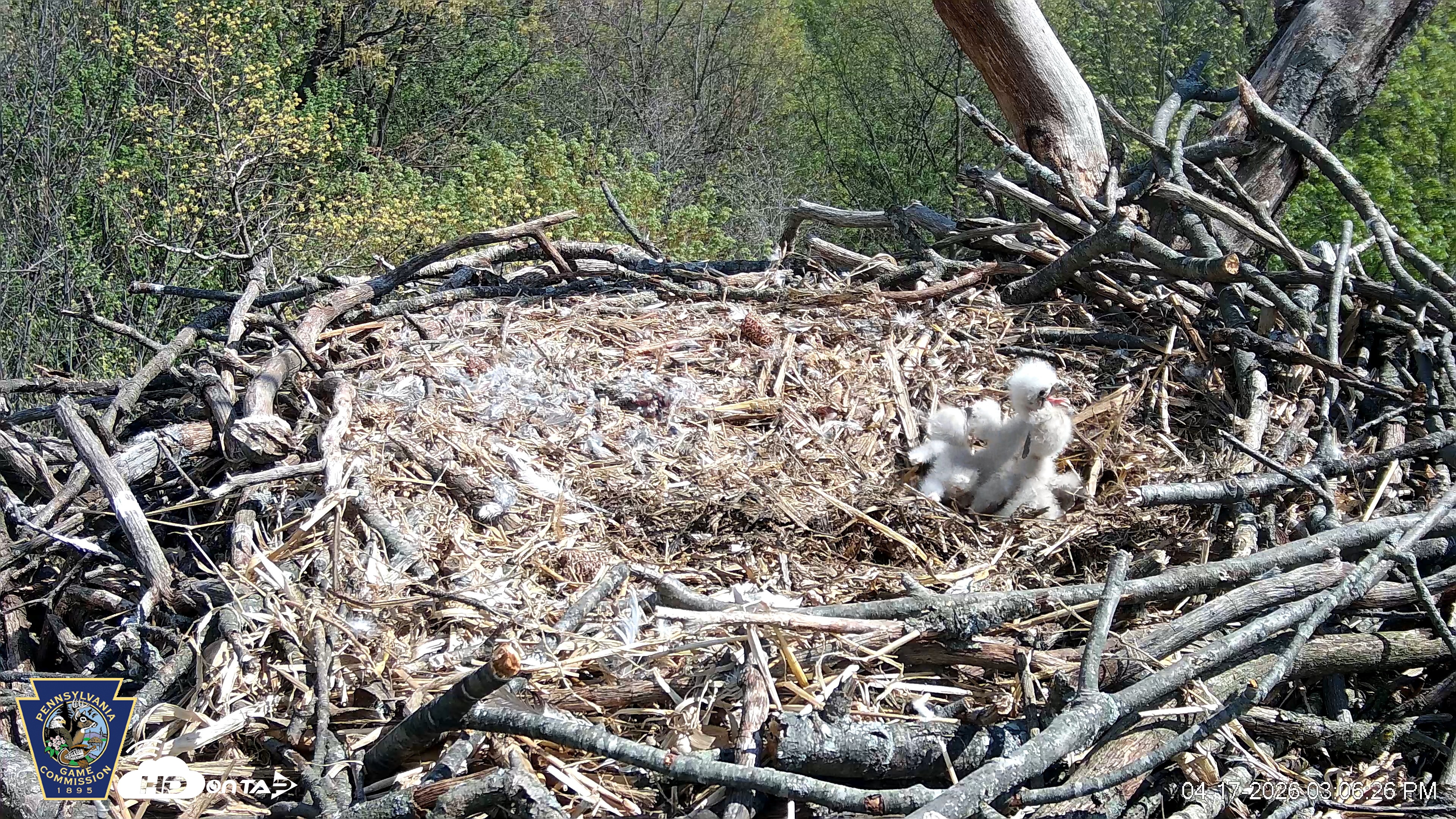 Snapshot of Hanover Eagles Live Cam taken Apr 17, 2026, 3:06pm EDT