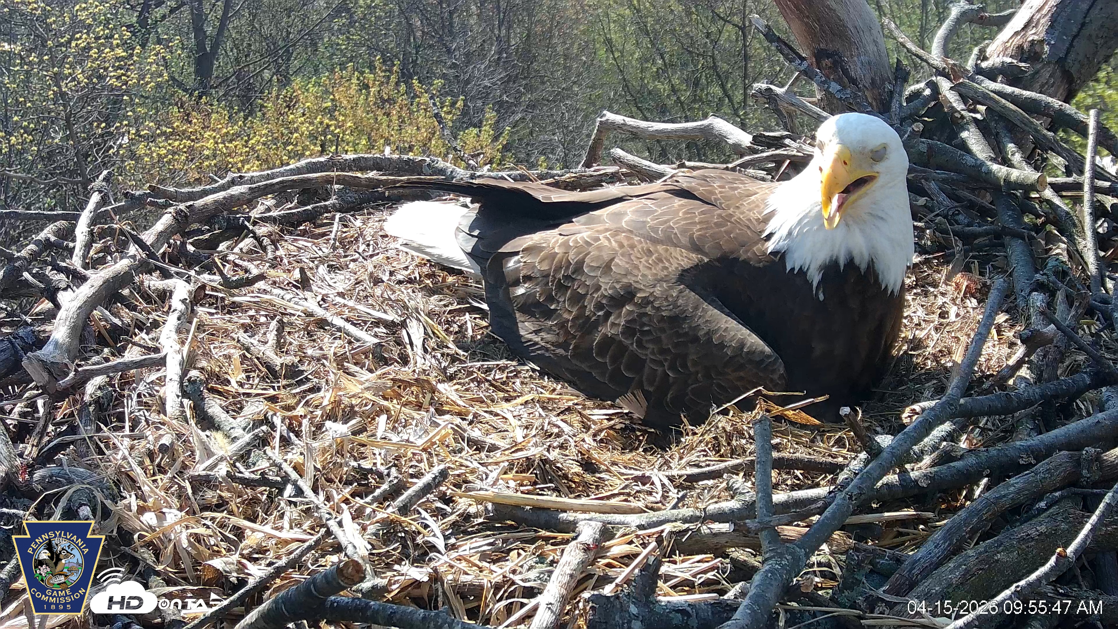 Snapshot of Hanover Eagles Live Cam taken Apr 15, 2026, 9:56am EDT