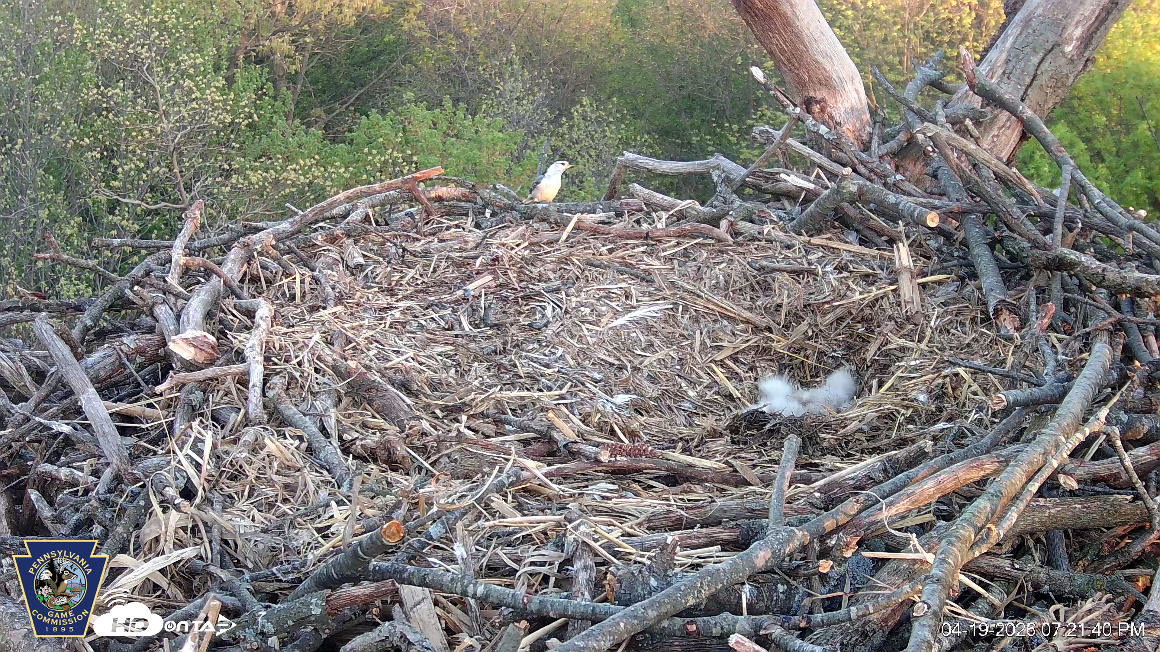 Snapshot of Hanover Eagles Live Cam taken Apr 19, 2026, 7:22pm EDT