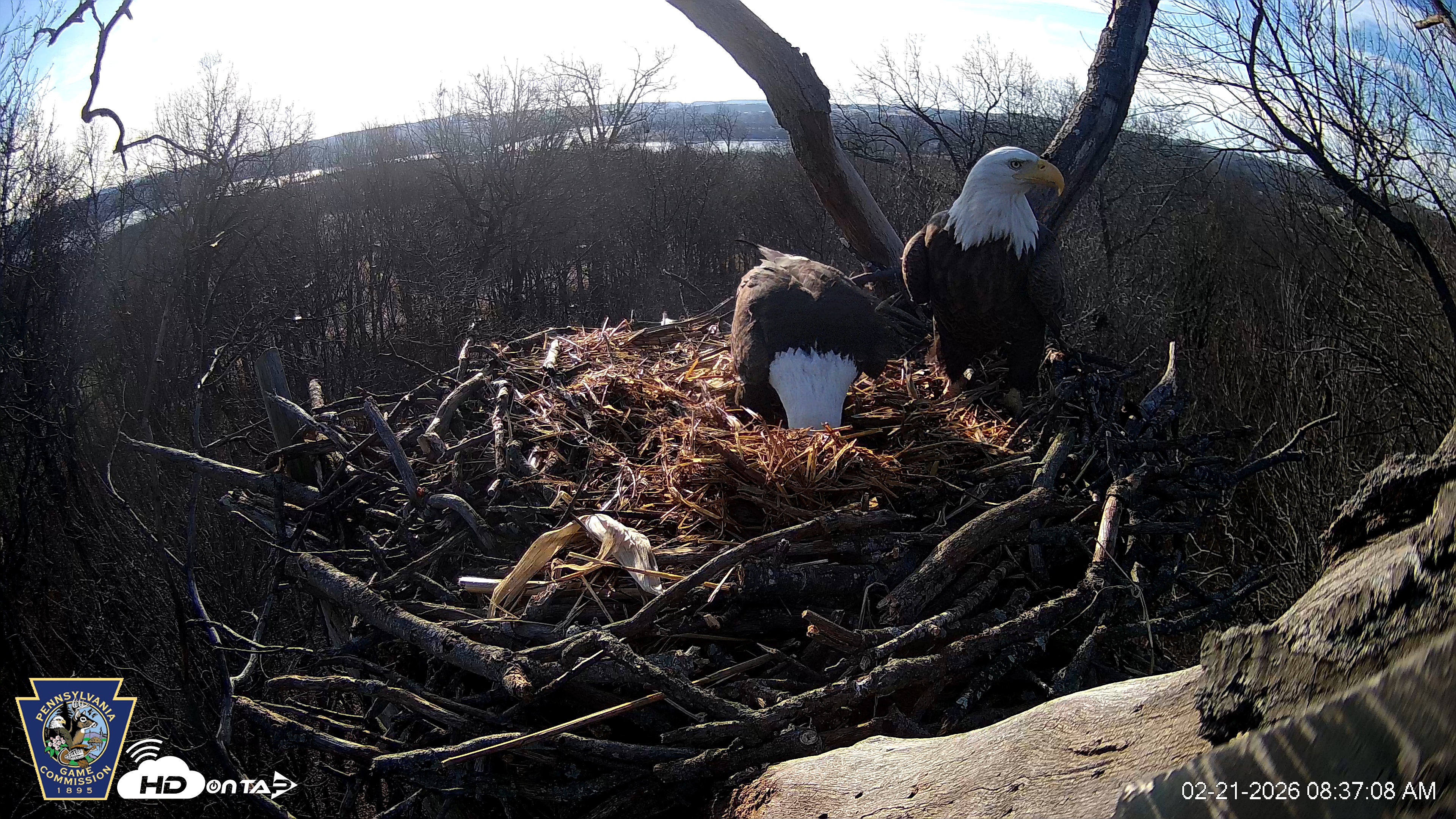 Snapshot of Hanover Eagles Live Cam taken Feb 21, 2026, 8:37am EST