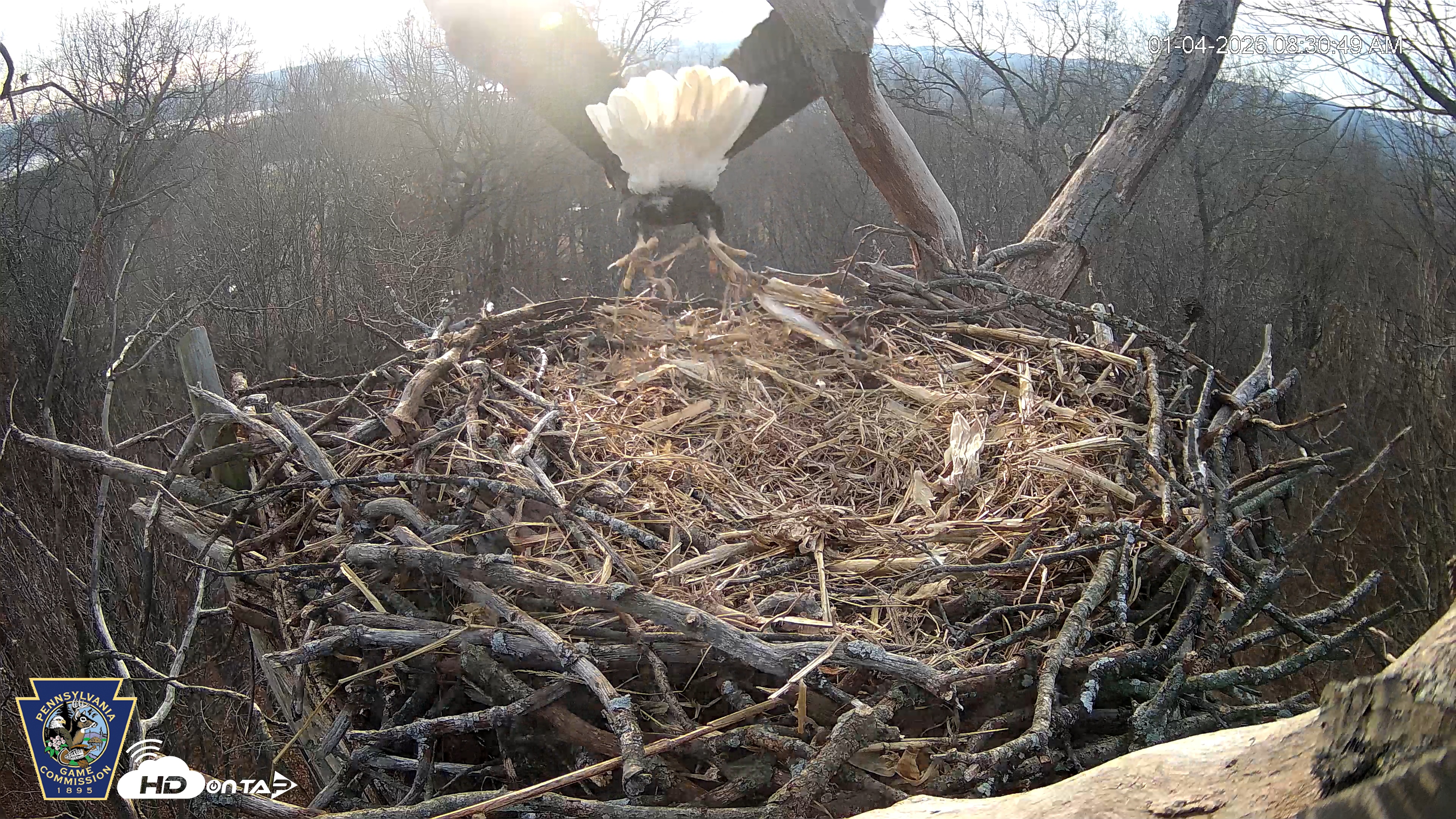 Snapshot of Hanover Eagles Live Cam taken Jan 4, 2026, 8:32am EST