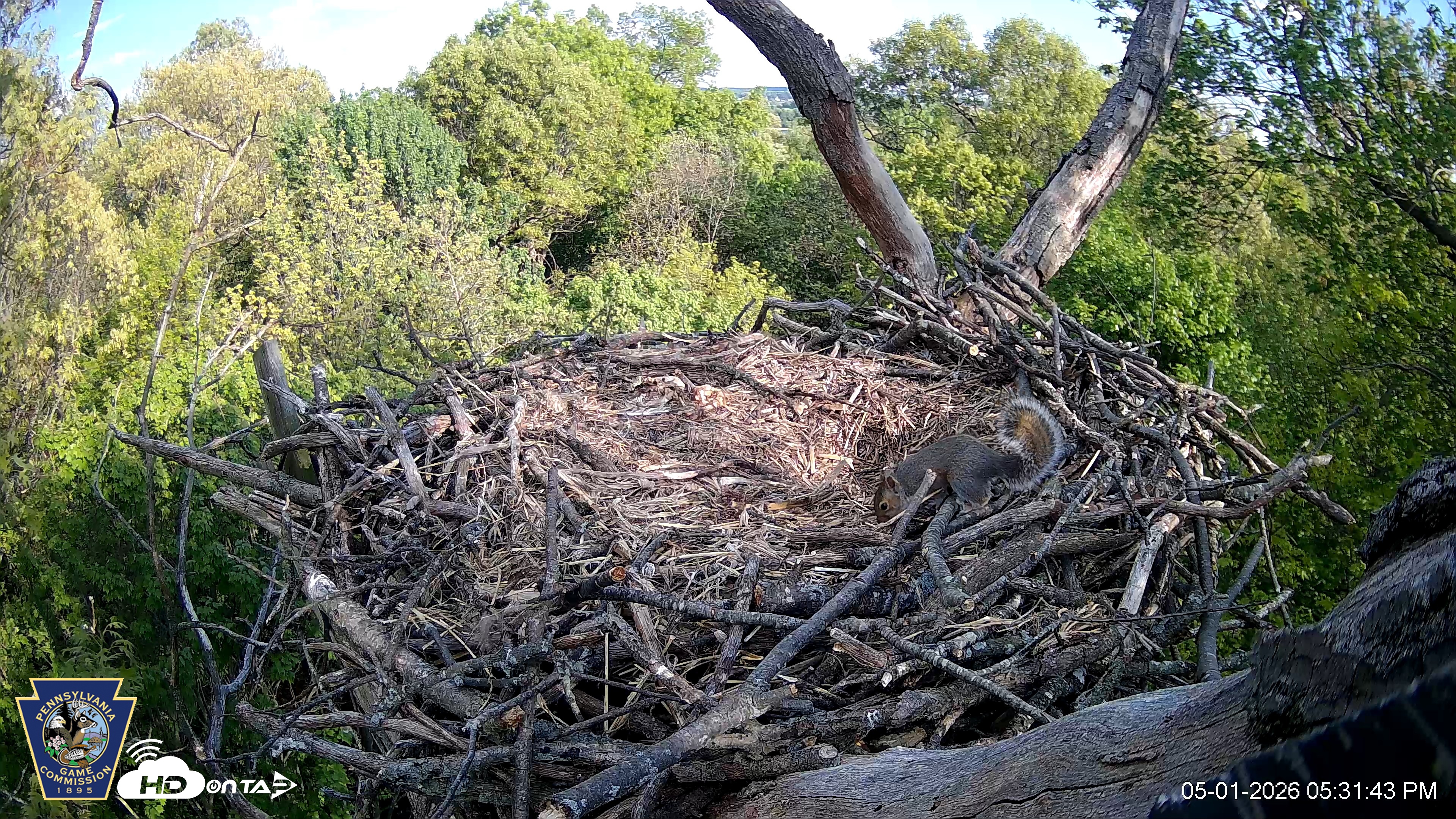 Snapshot of Hanover Eagles Live Cam taken May 1, 2026, 5:31pm EDT