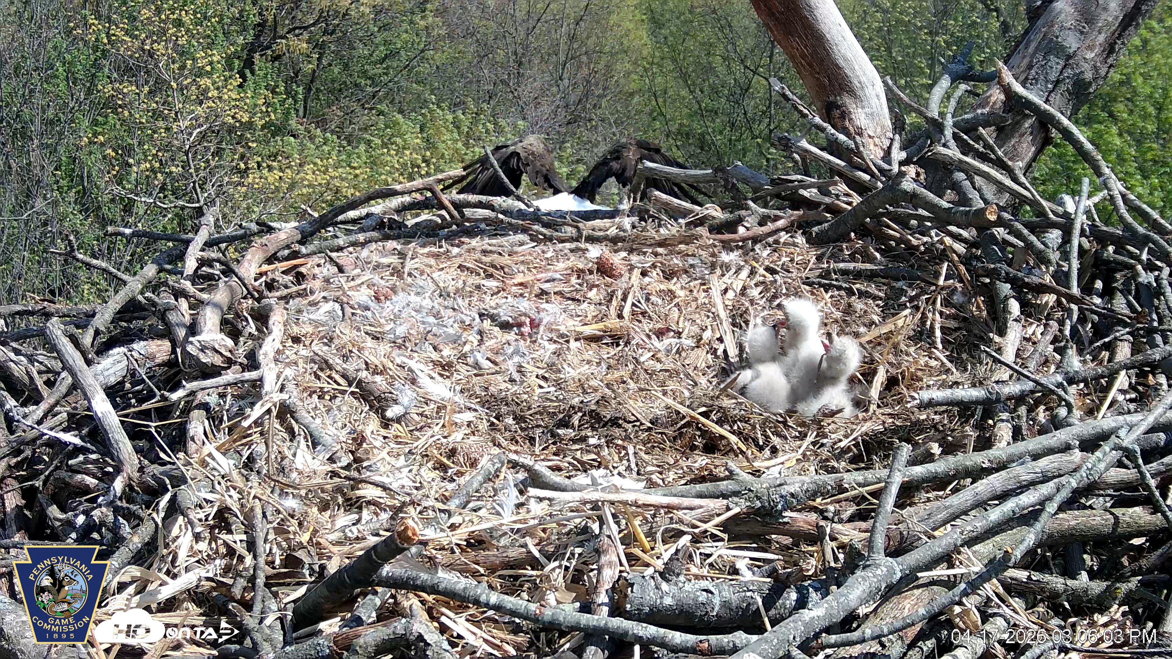 Snapshot of Hanover Eagles Live Cam taken Apr 17, 2026, 3:06pm EDT