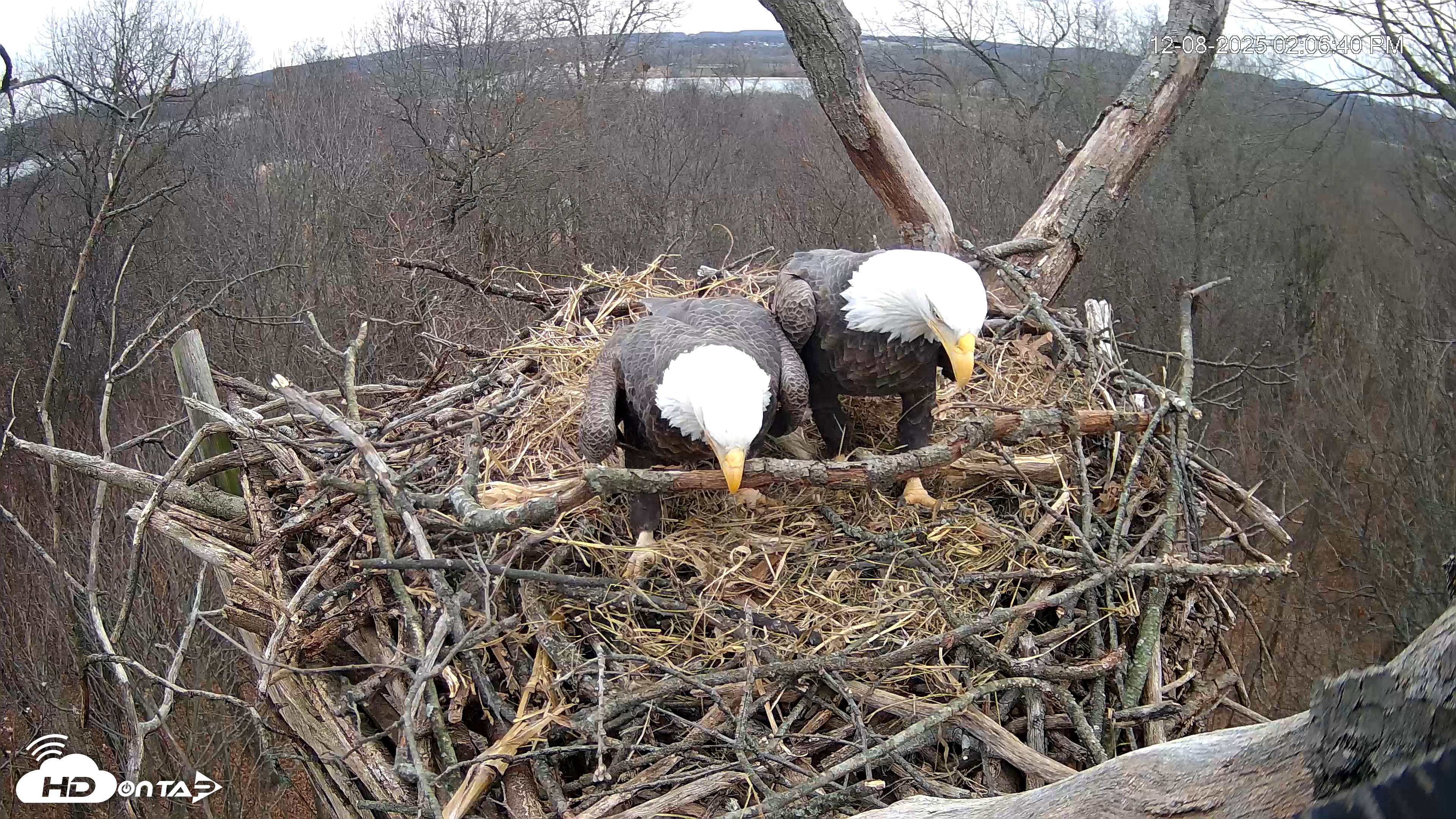 Snapshot of Hanover Eagles Live Cam taken Dec 8, 2025, 2:07pm EST