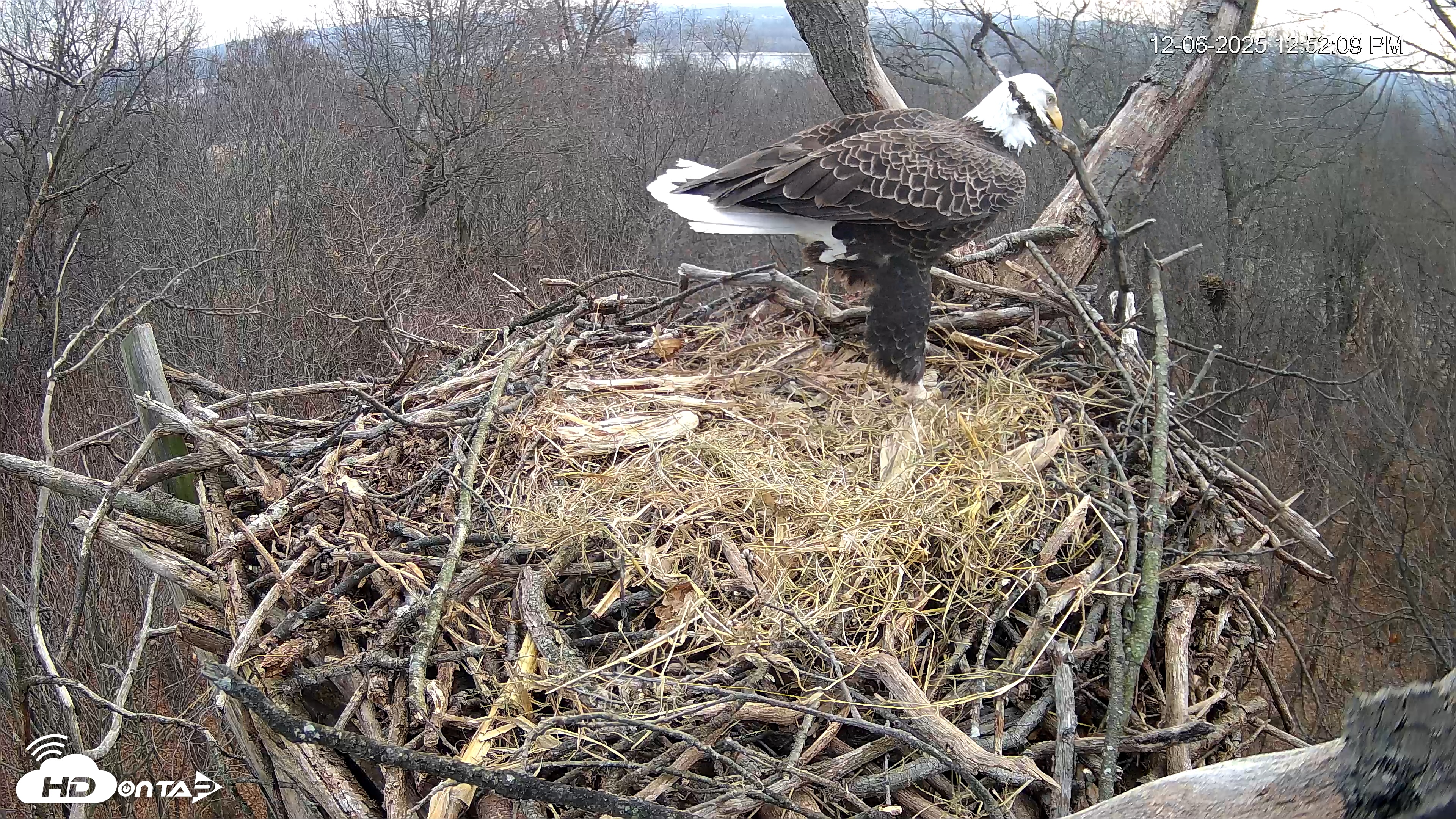 Snapshot of Hanover Eagles Live Cam taken Dec 6, 2025, 12:52pm EST