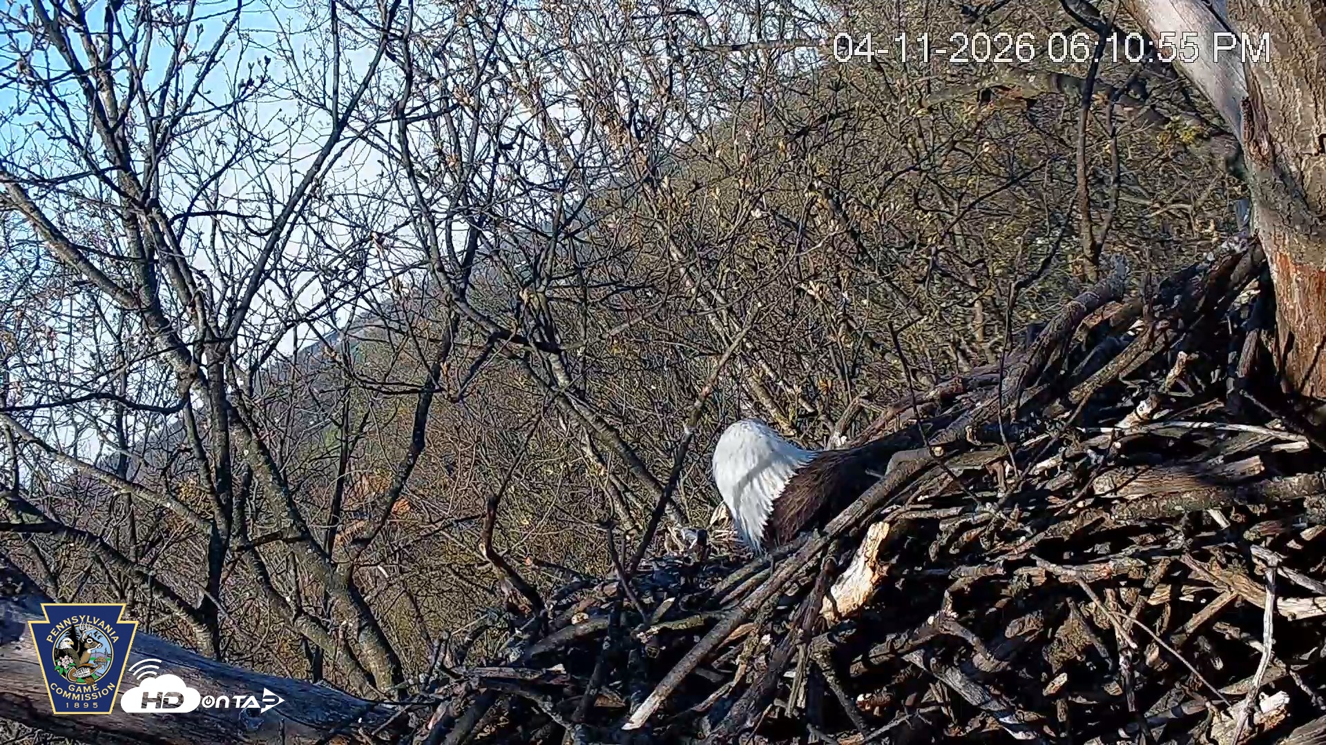 Snapshot of Hanover Eagles Live Cam taken Apr 11, 2026, 6:11pm EDT