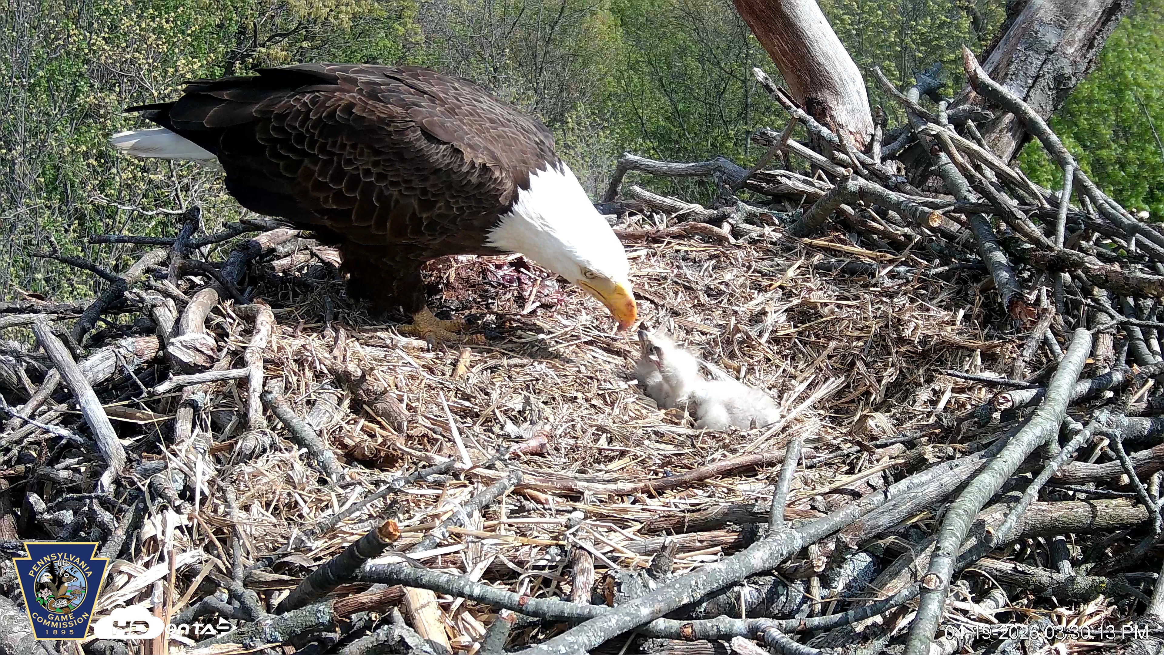 Snapshot of Hanover Eagles Live Cam taken Apr 19, 2026, 3:30pm EDT