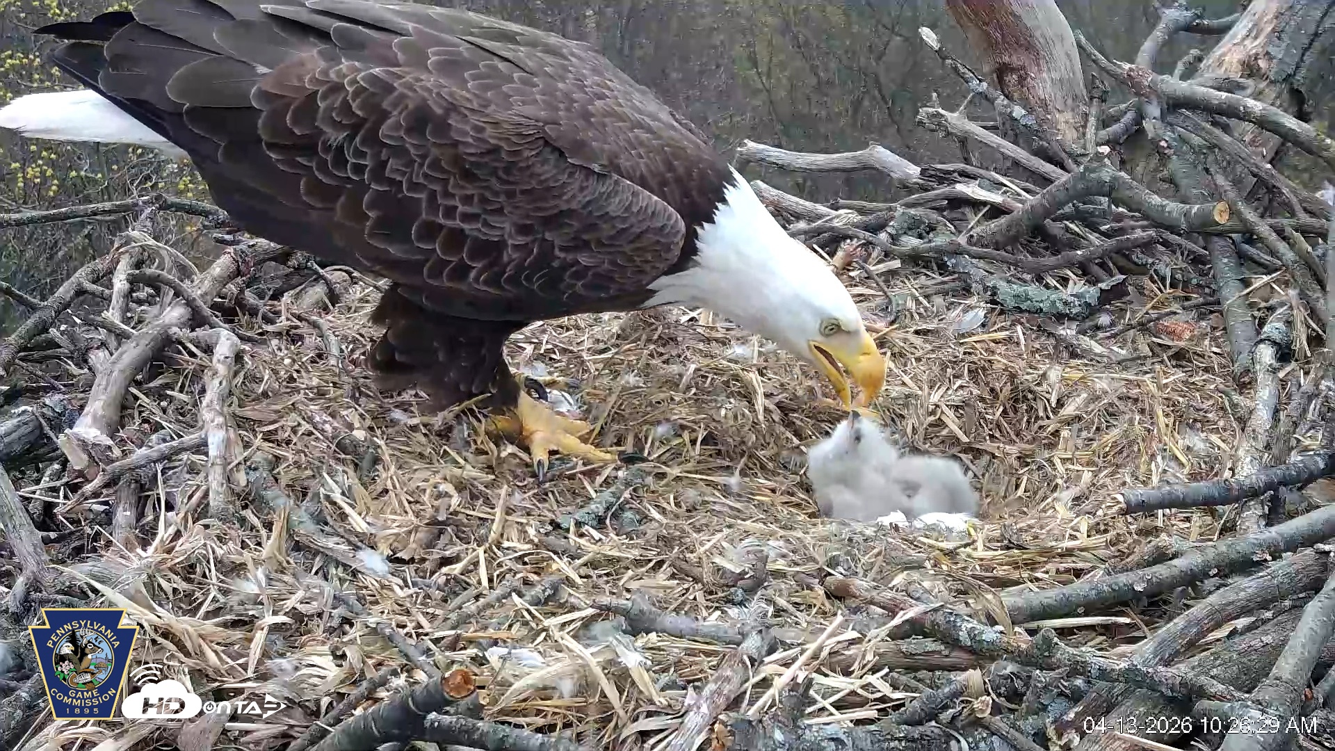 Snapshot of Hanover Eagles Live Cam taken Apr 13, 2026, 10:26am EDT