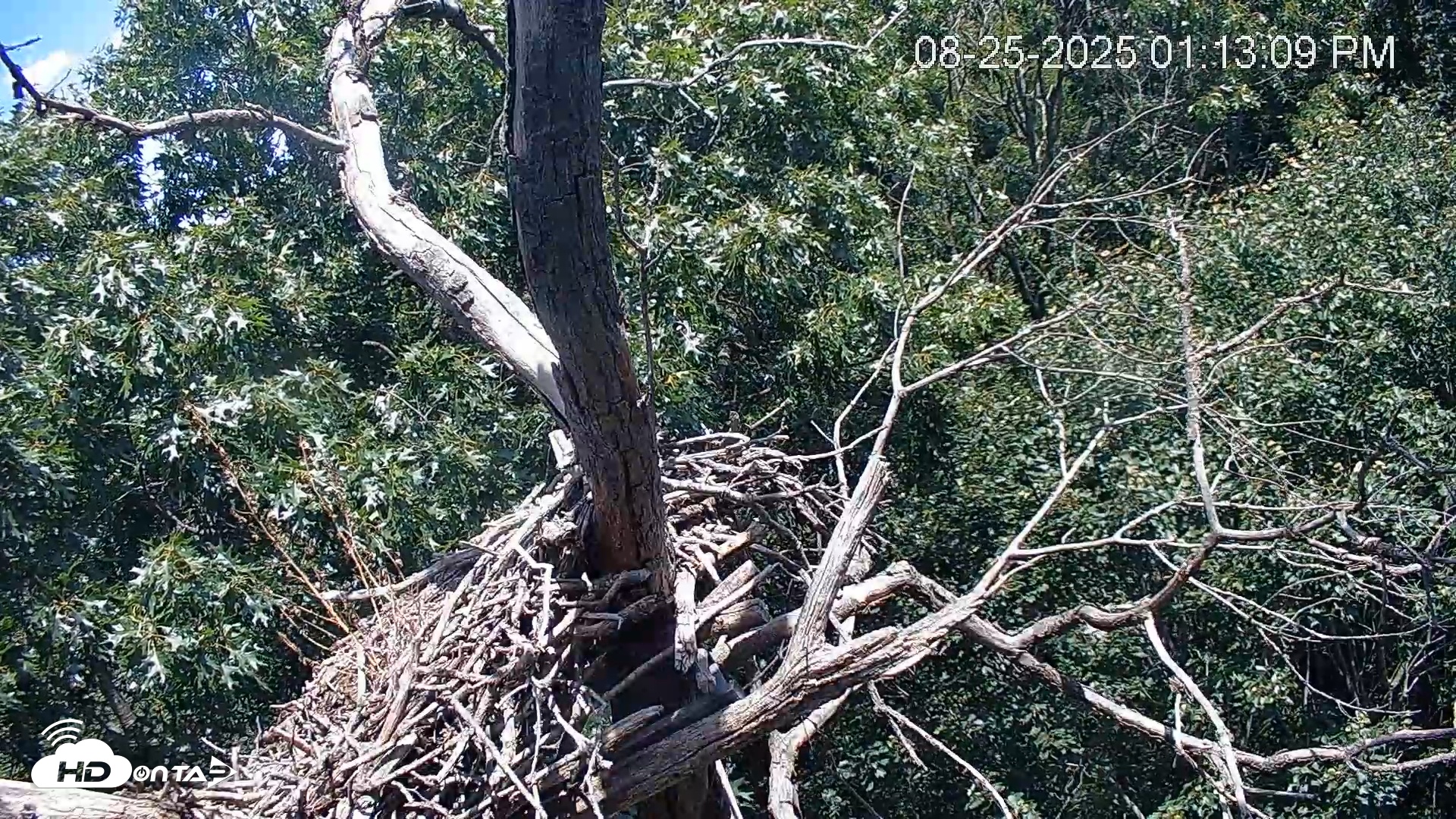 Snapshot of Hanover Eagles Live Cam taken Aug 25, 2025, 1:14pm EDT