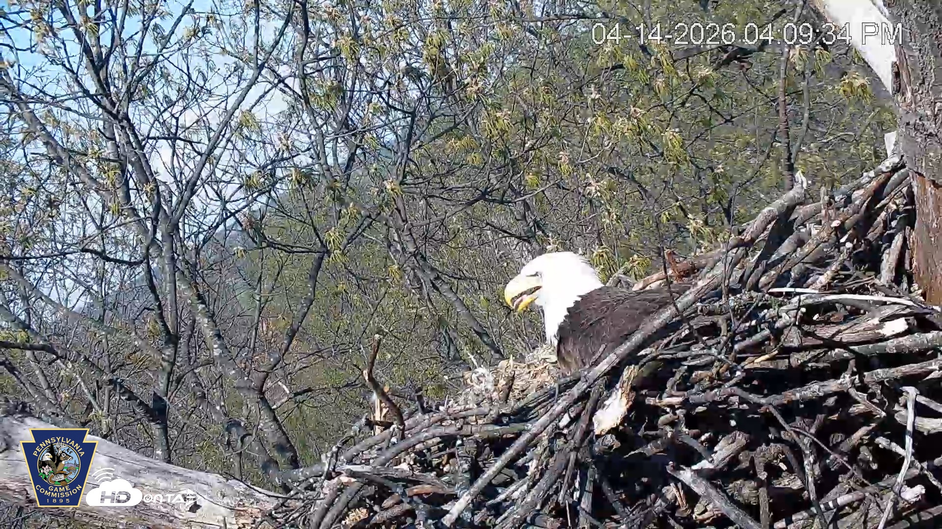 Snapshot of Hanover Eagles Live Cam taken Apr 14, 2026, 4:11pm EDT
