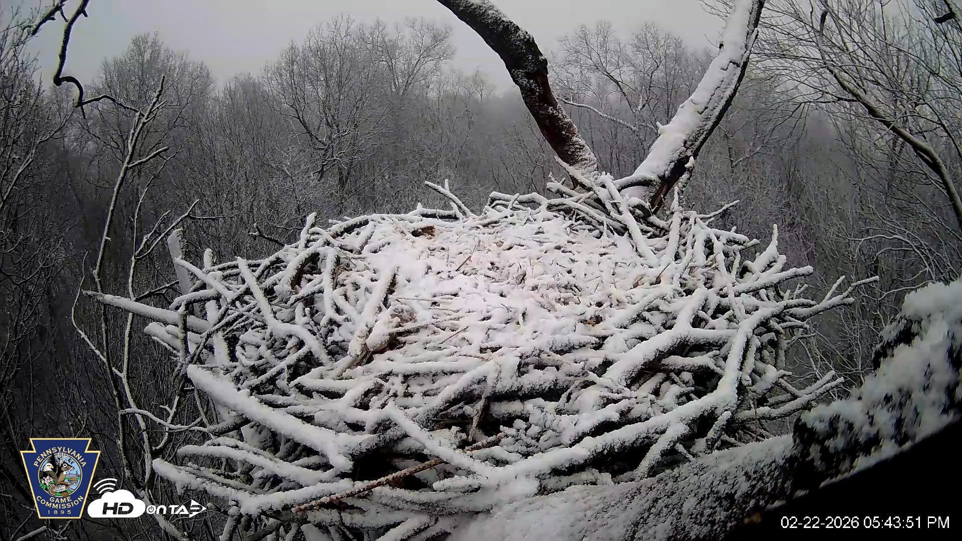 Snapshot of Hanover Eagles Live Cam taken Feb 22, 2026, 5:44pm EST