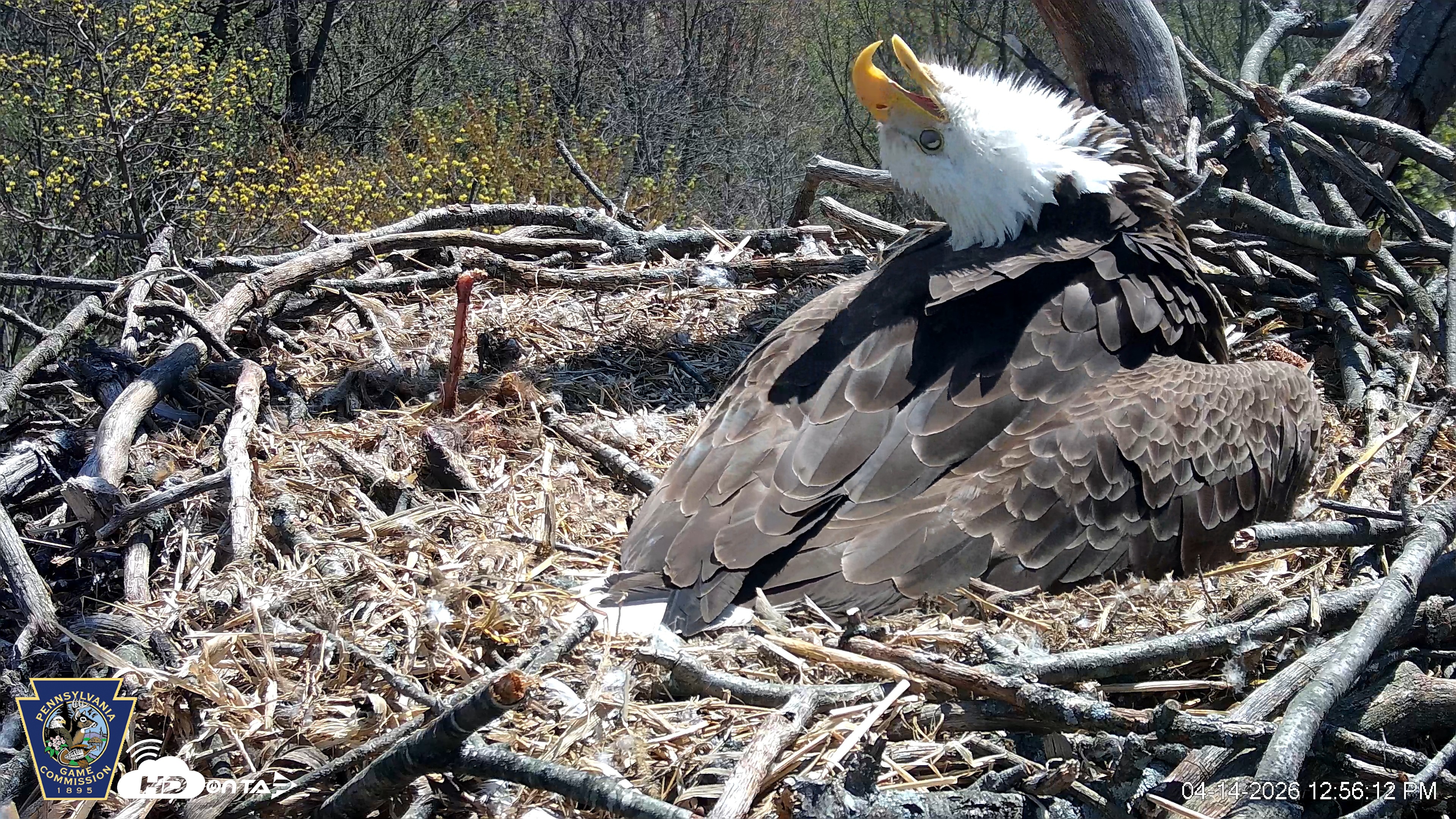 Snapshot of Hanover Eagles Live Cam taken Apr 14, 2026, 12:57pm EDT