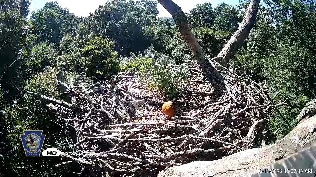 Snapshot of Hanover Eagles Live Cam taken Jun 13, 2026, 10:07am EDT