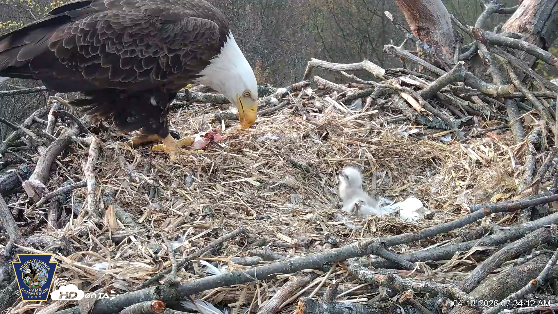 Snapshot of Hanover Eagles Live Cam taken Apr 13, 2026, 7:35am EDT