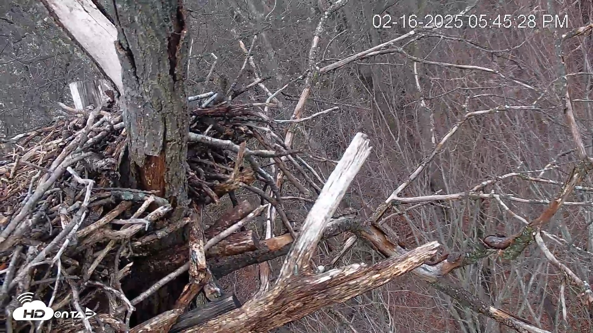 Snapshot of Hanover Eagles Live Cam taken Feb 16, 2025, 5:46pm EST