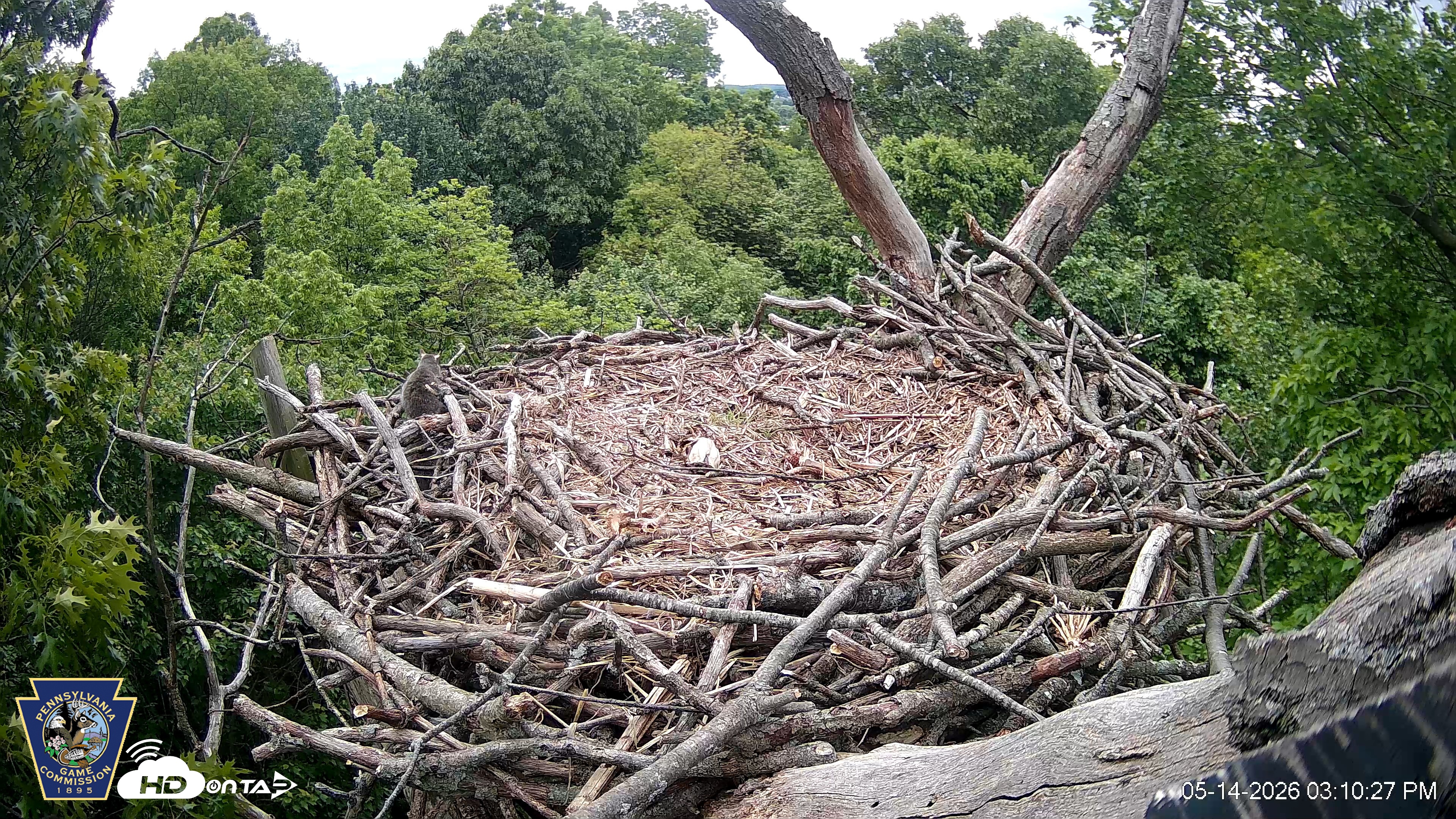 Snapshot of Hanover Eagles Live Cam taken May 14, 2026, 3:11pm EDT