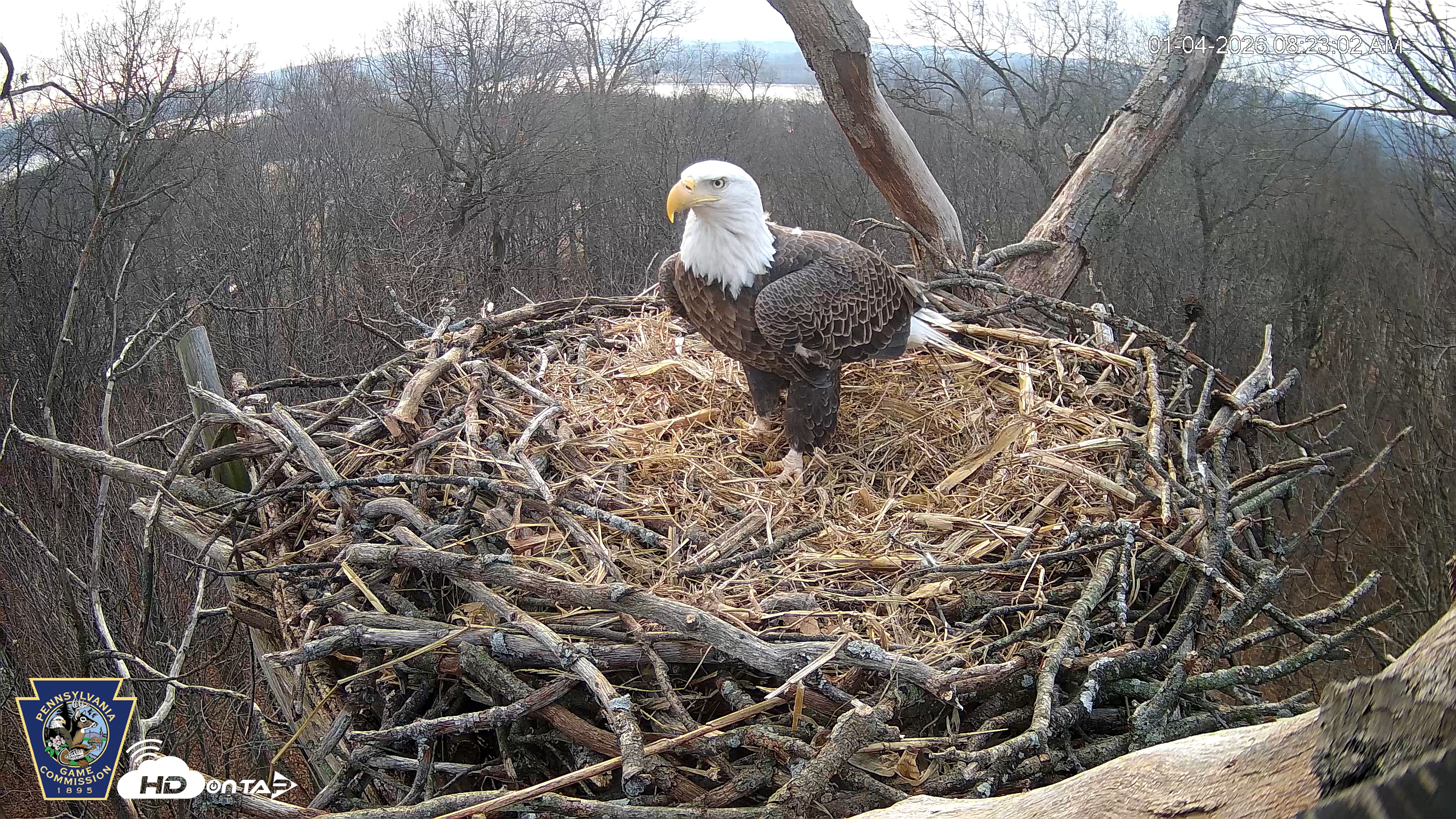 Snapshot of Hanover Eagles Live Cam taken Jan 4, 2026, 8:23am EST