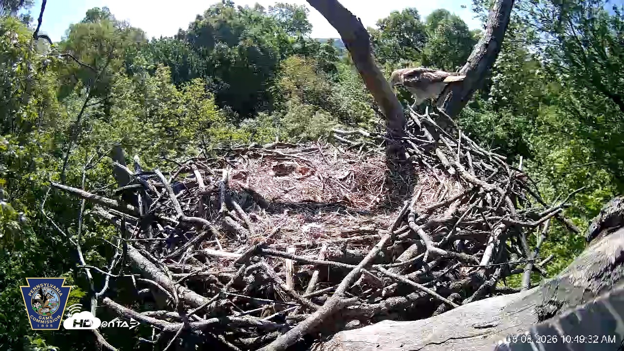 Snapshot of Hanover Eagles Live Cam taken May 8, 2026, 10:50am EDT