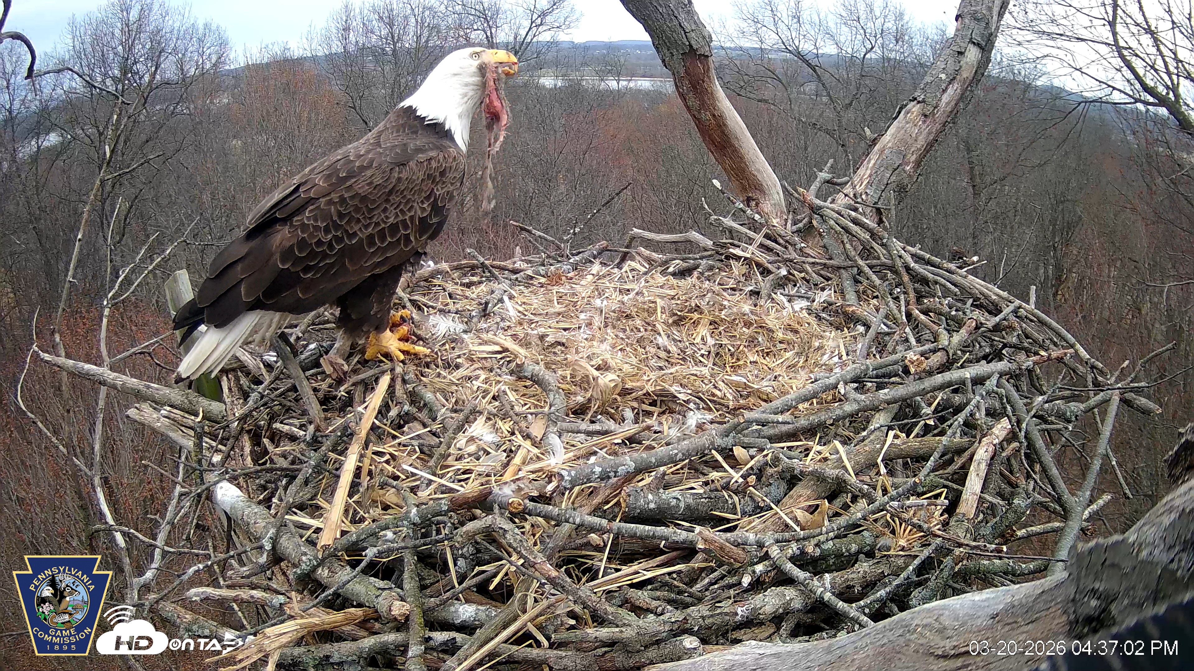 Snapshot of Hanover Eagles Live Cam taken Mar 20, 2026, 4:37pm EDT