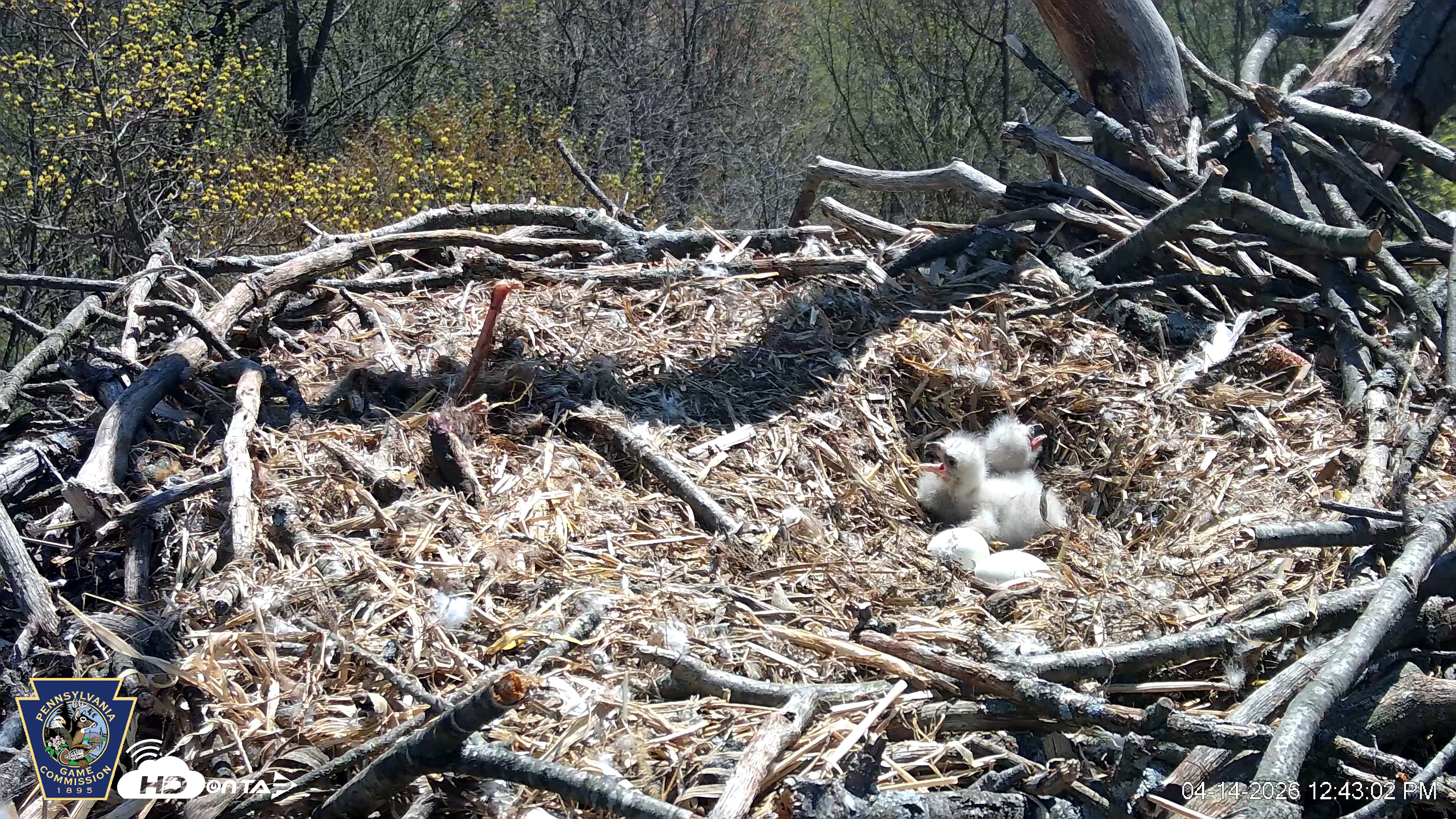 Snapshot of Hanover Eagles Live Cam taken Apr 14, 2026, 12:43pm EDT