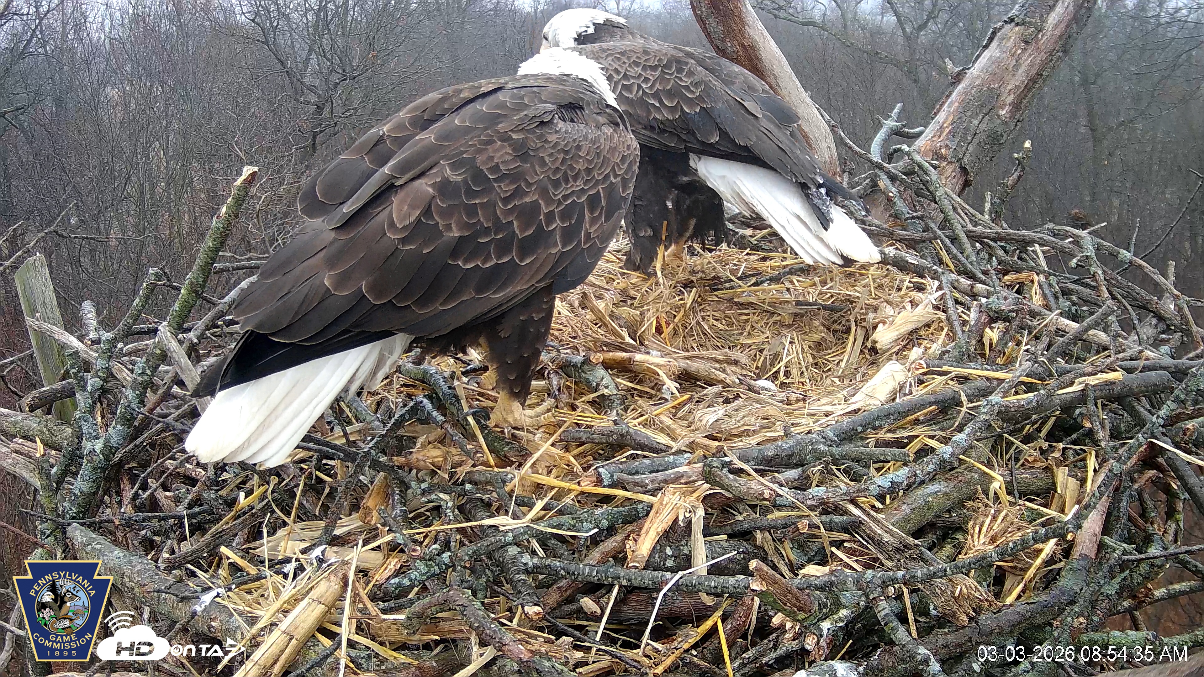 Snapshot of Hanover Eagles Live Cam taken Mar 3, 2026, 8:55am EST
