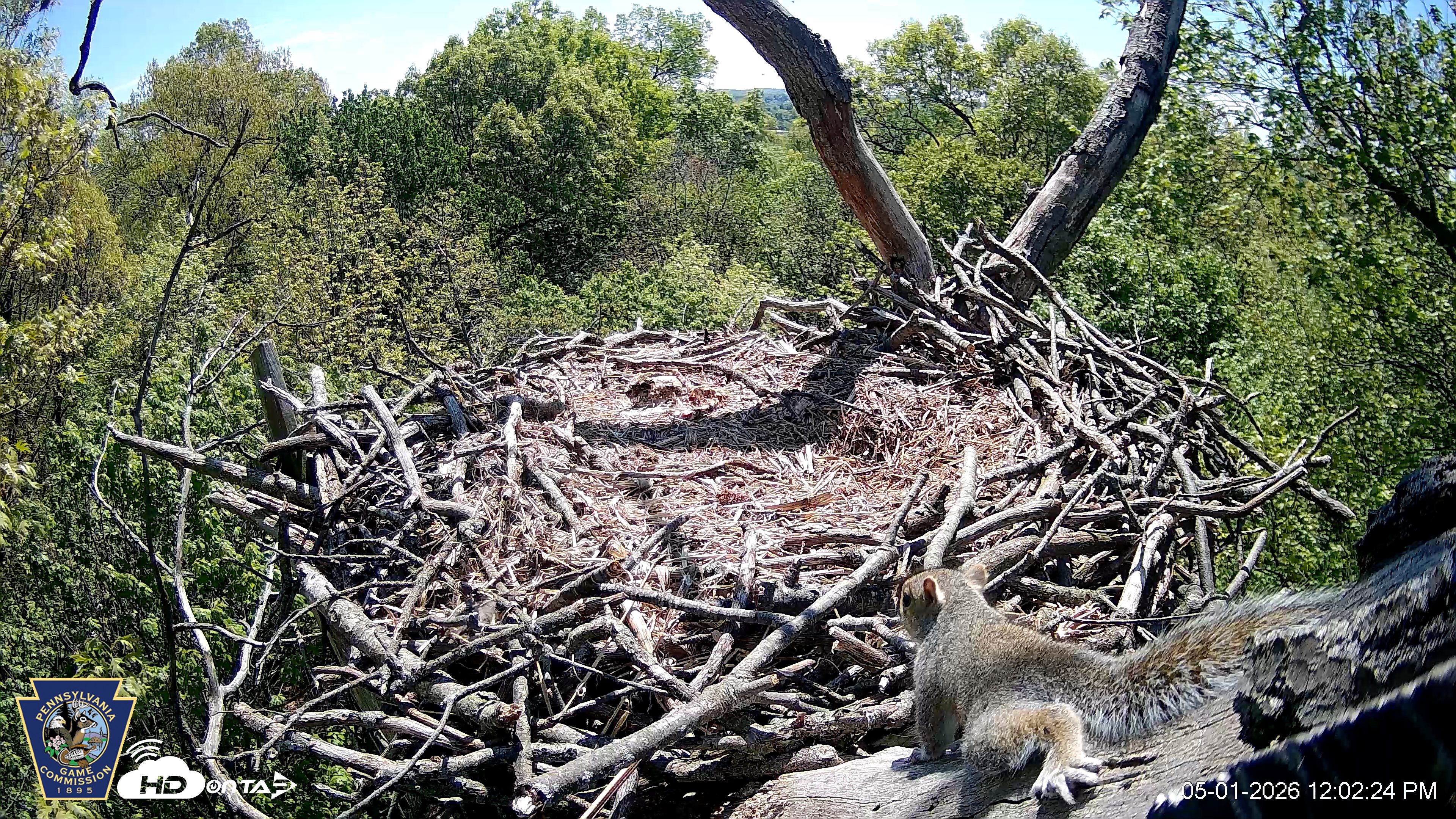 Snapshot of Hanover Eagles Live Cam taken May 1, 2026, 12:02pm EDT
