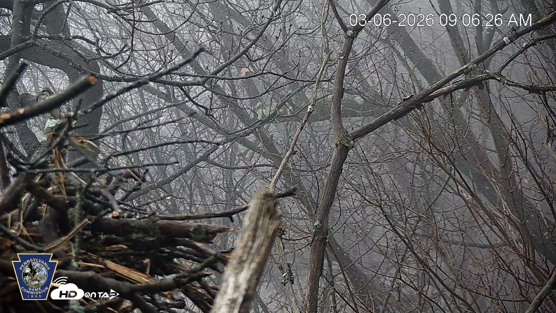 Snapshot of Hanover Eagles Live Cam taken Mar 6, 2026, 9:07am EST