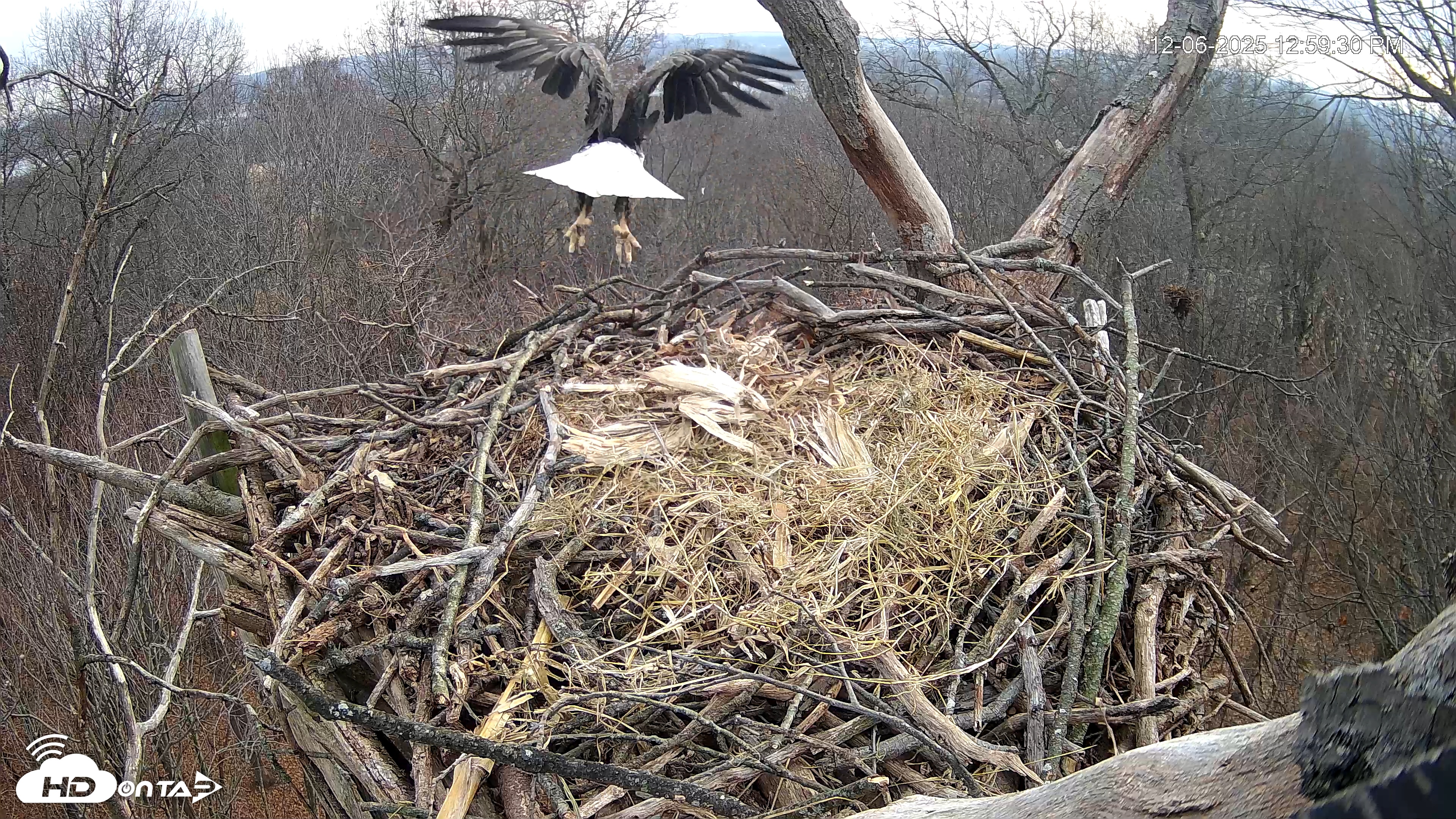 Snapshot of Hanover Eagles Live Cam taken Dec 6, 2025, 1:00pm EST