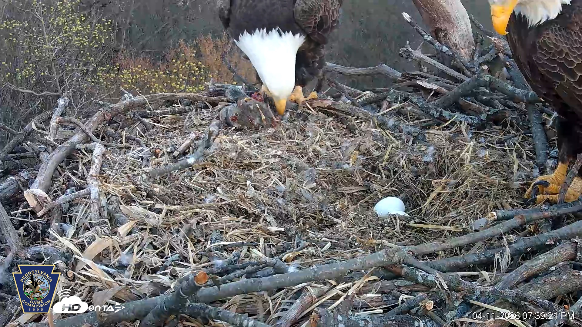 Snapshot of Hanover Eagles Live Cam taken Apr 11, 2026, 7:41pm EDT
