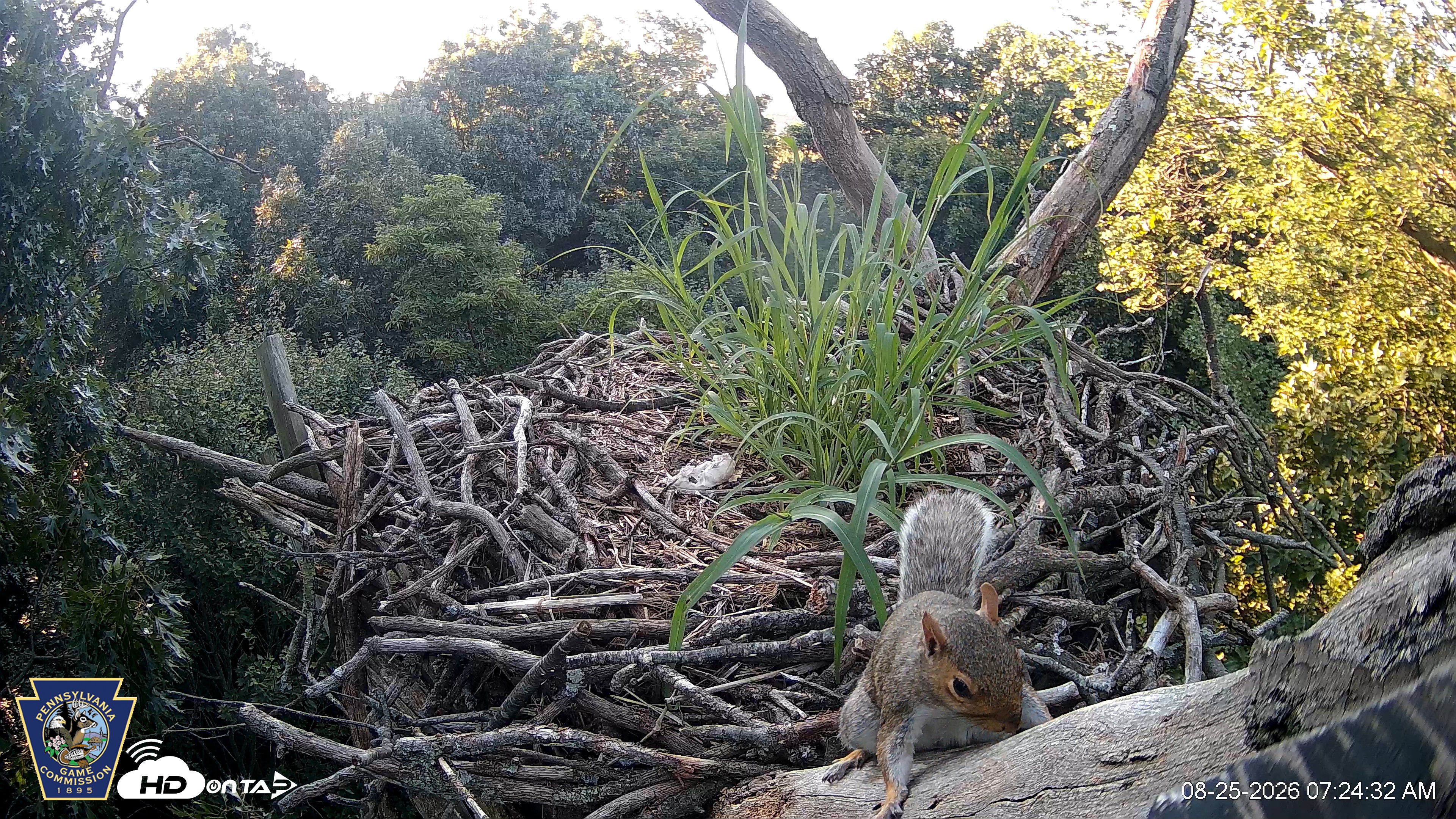 Snapshot of Hanover Eagles Live Cam taken Aug 25, 2026, 7:25am EDT