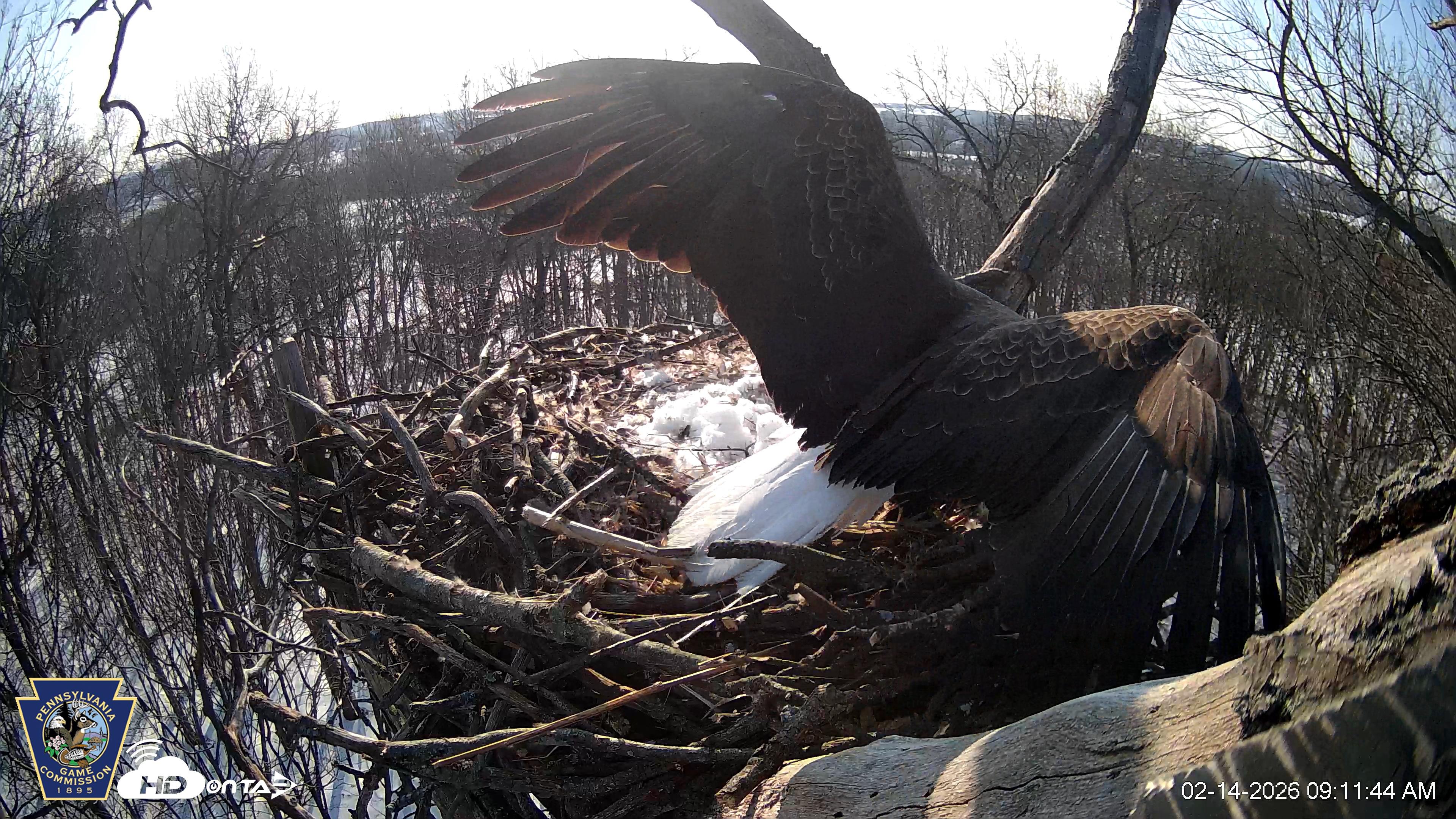 Snapshot of Hanover Eagles Live Cam taken Feb 14, 2026, 9:12am EST