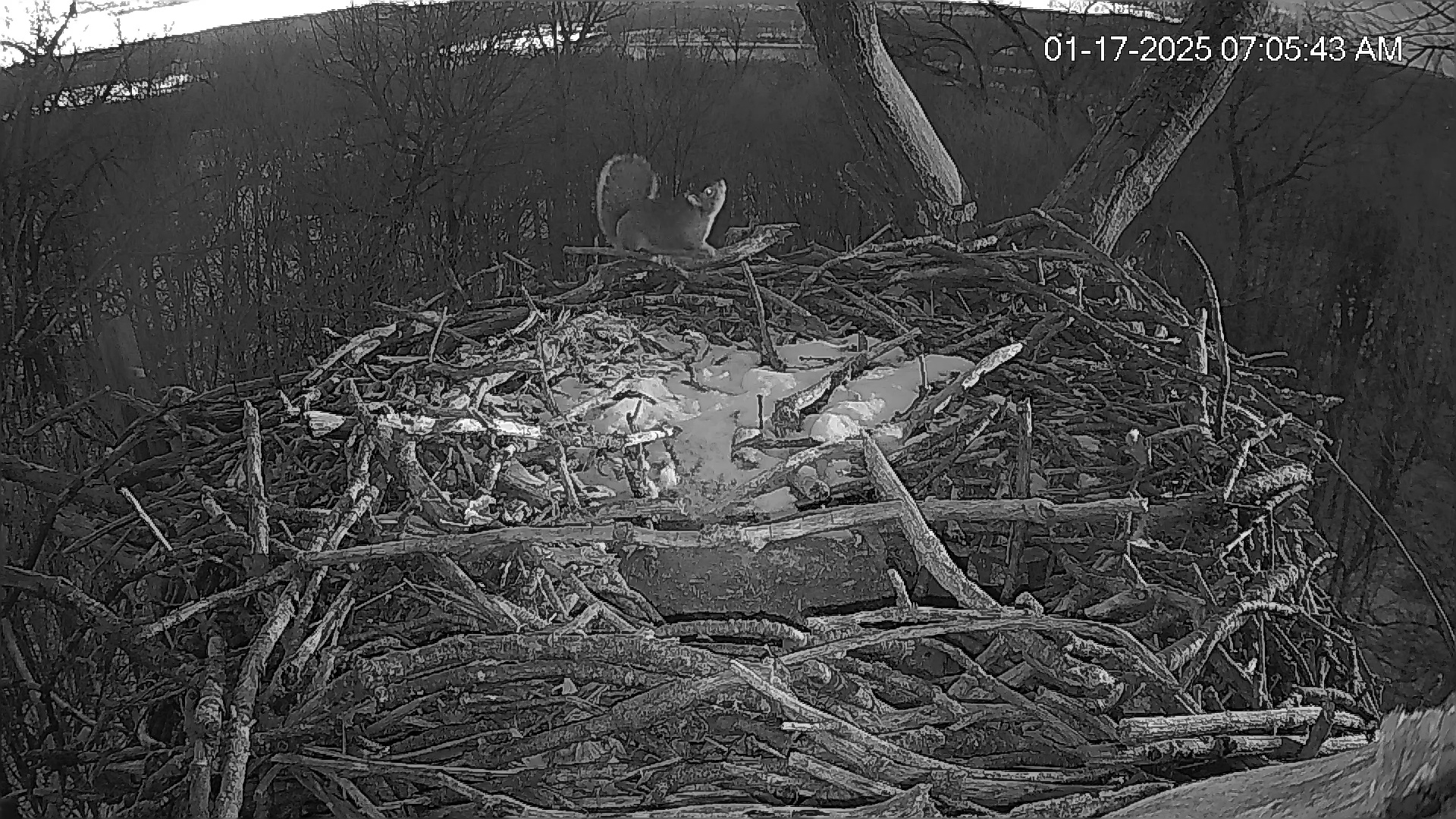 Snapshot of Hanover Eagles Live Cam taken Jan 17, 2025, 7:06am EST