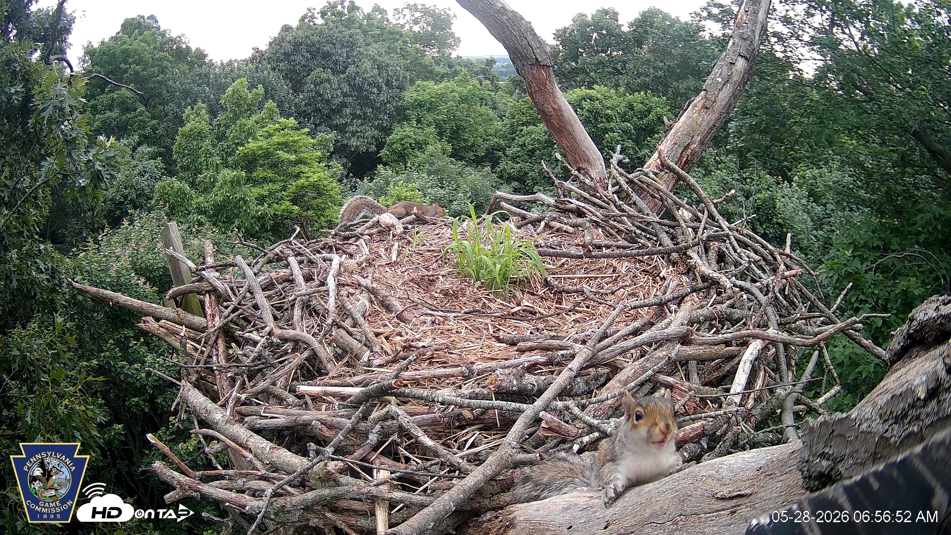 Snapshot of Hanover Eagles Live Cam taken May 28, 2026, 6:57am EDT