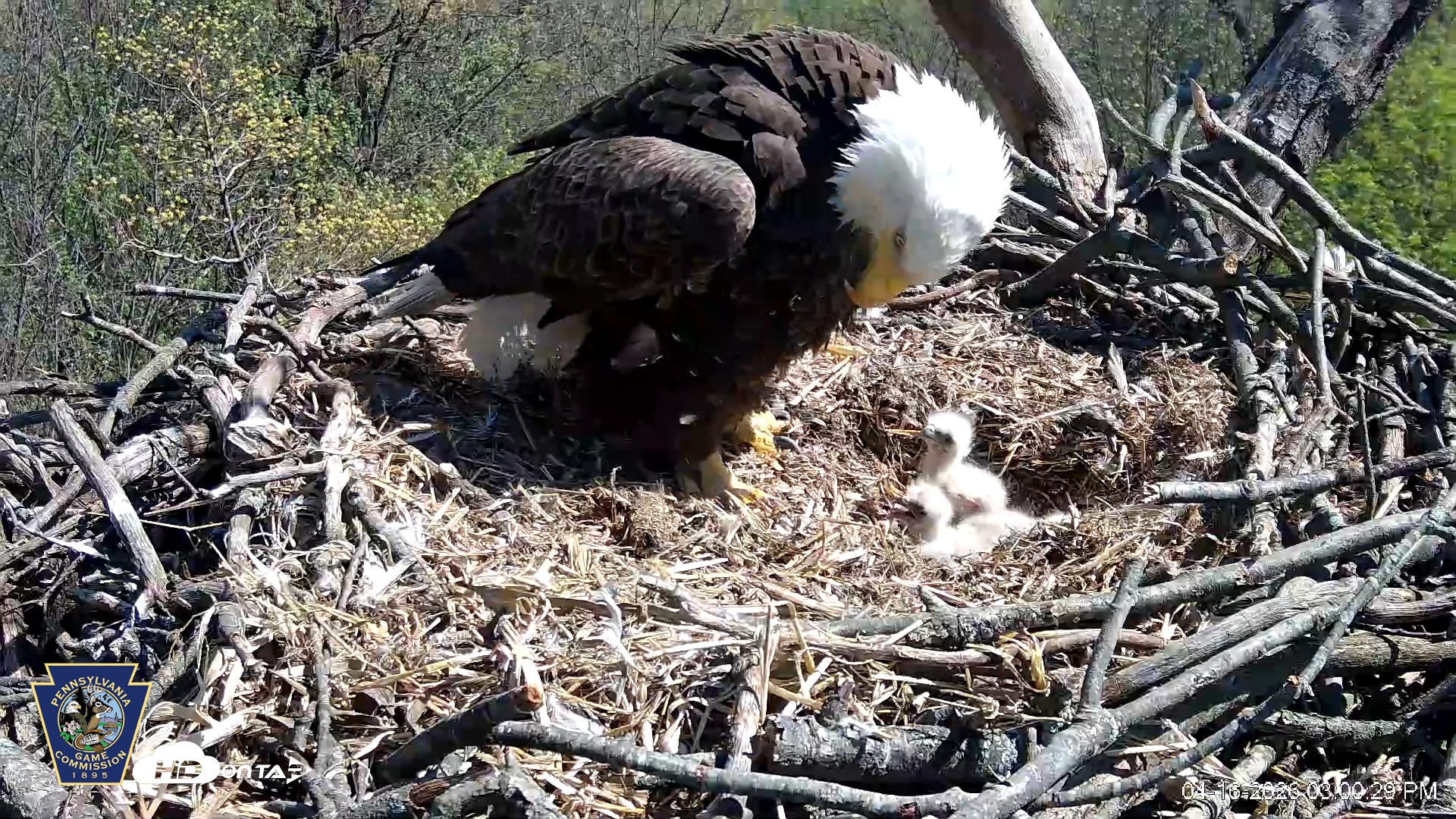 Snapshot of Hanover Eagles Live Cam taken Apr 16, 2026, 3:01pm EDT