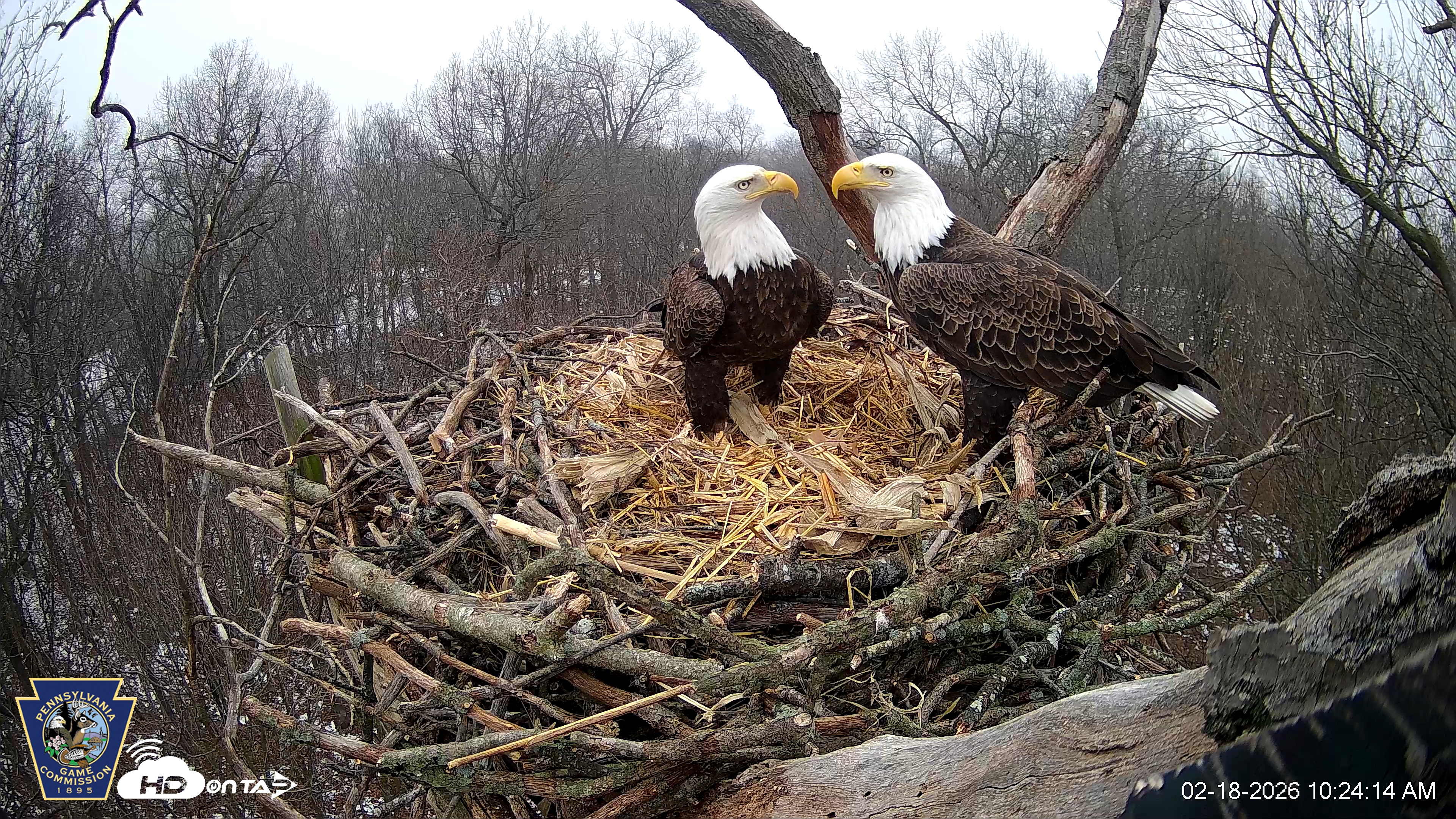 Snapshot of Hanover Eagles Live Cam taken Feb 18, 2026, 10:24am EST