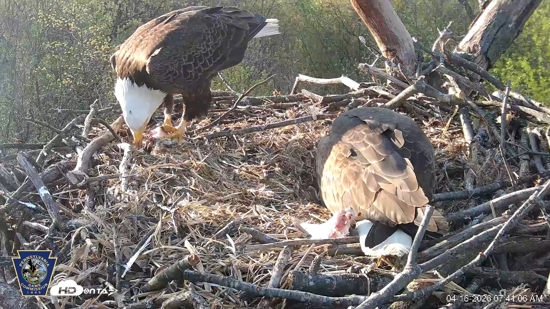 Snapshot of Hanover Eagles Live Cam taken Apr 16, 2026, 7:41am EDT