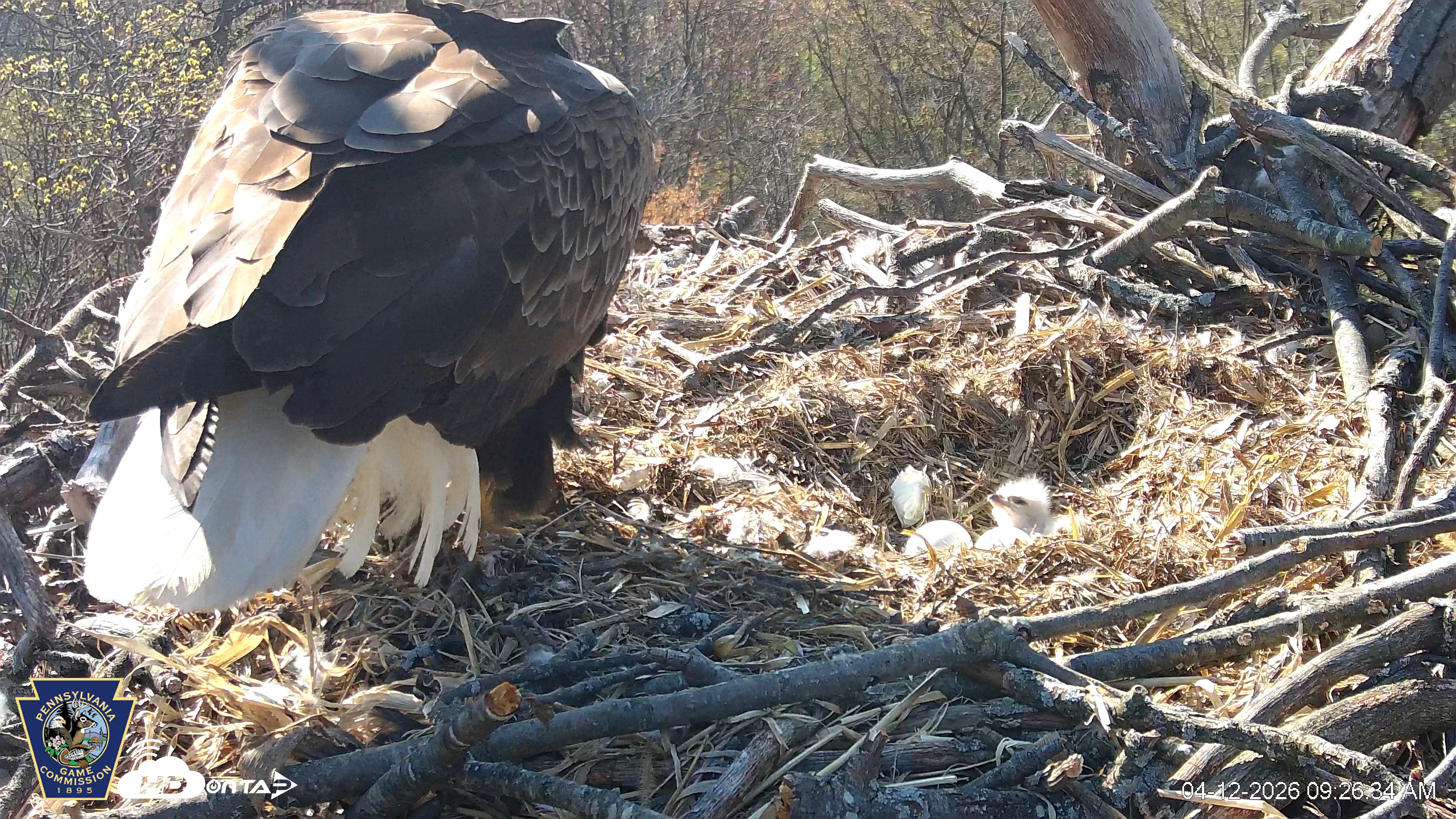 Snapshot of Hanover Eagles Live Cam taken Apr 12, 2026, 9:27am EDT