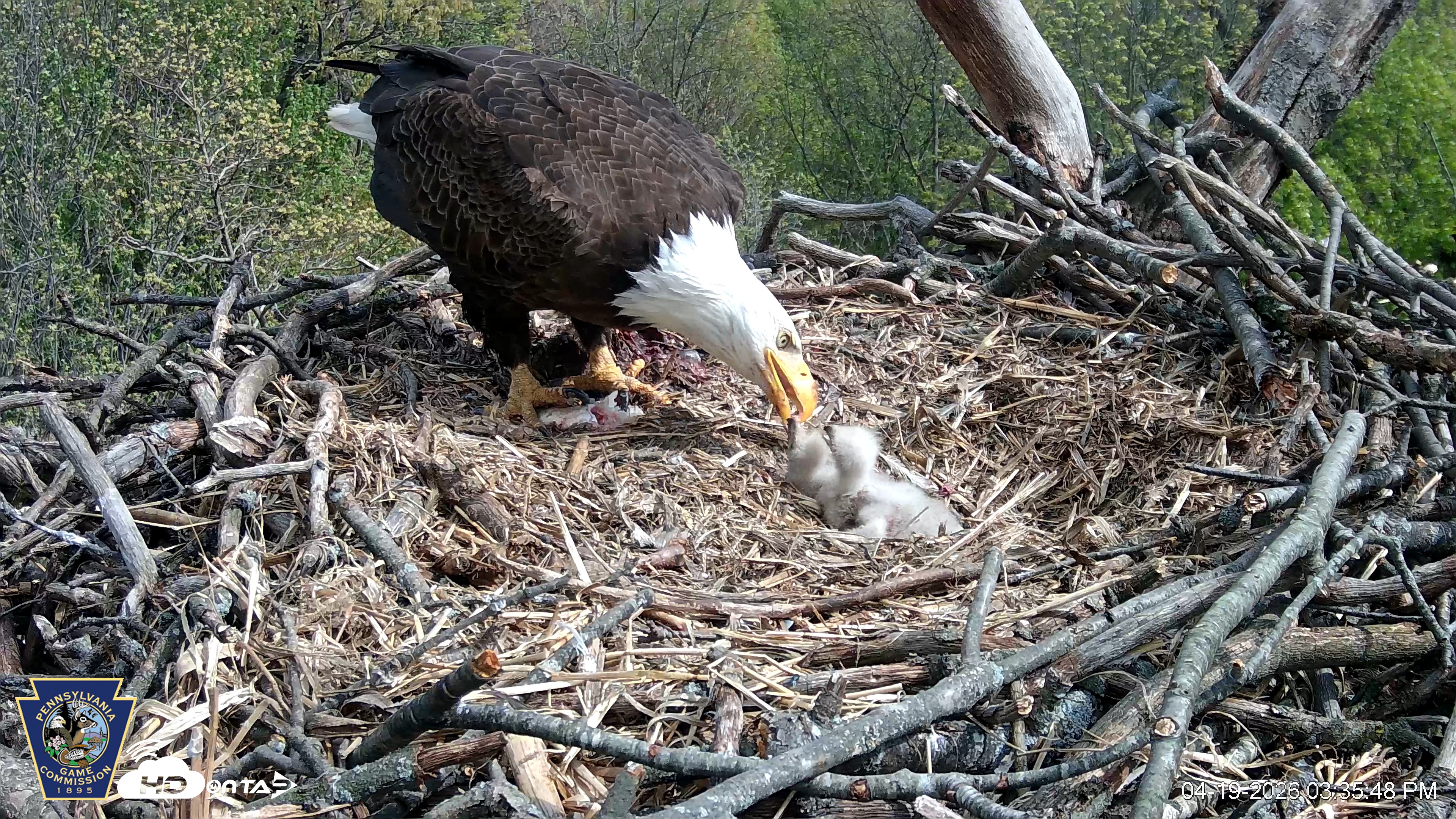 Snapshot of Hanover Eagles Live Cam taken Apr 19, 2026, 3:35pm EDT