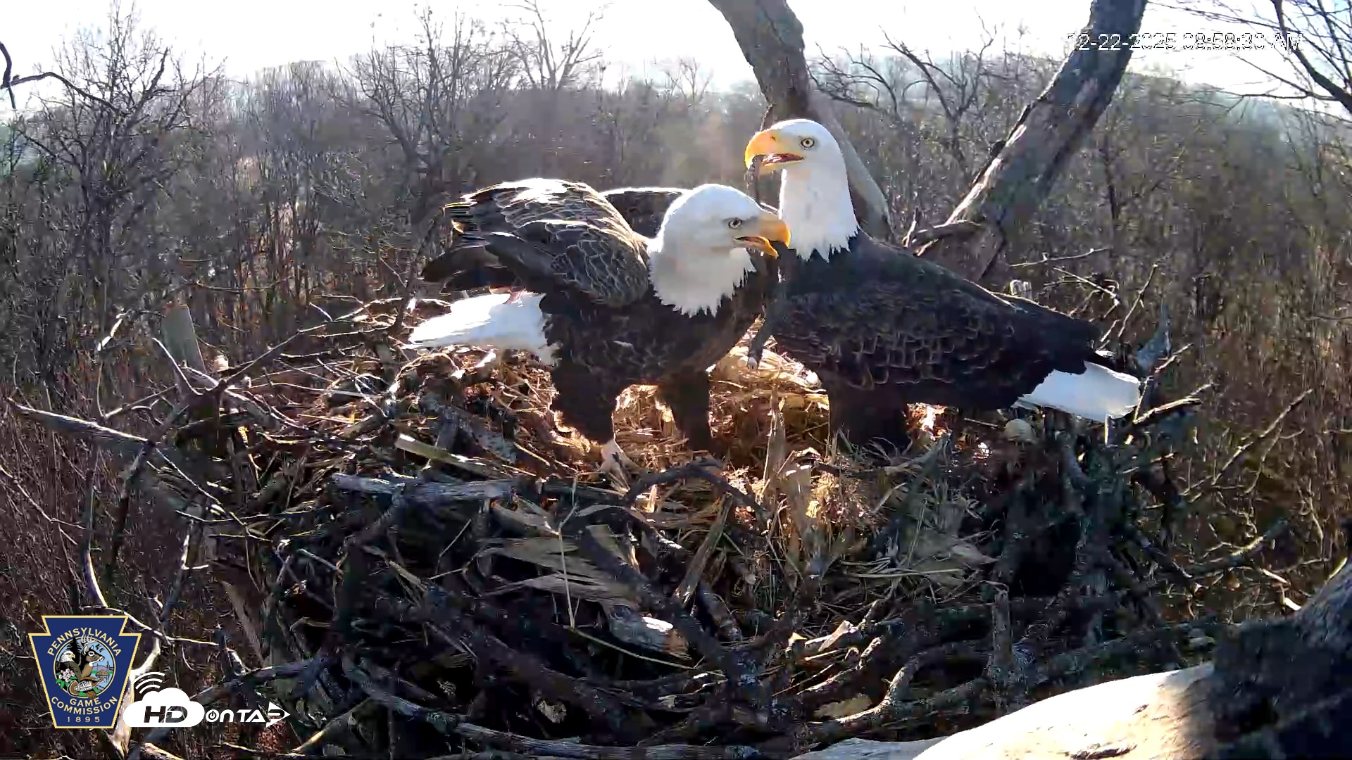 Snapshot of Hanover Eagles Live Cam taken Dec 22, 2025, 8:58am EST
