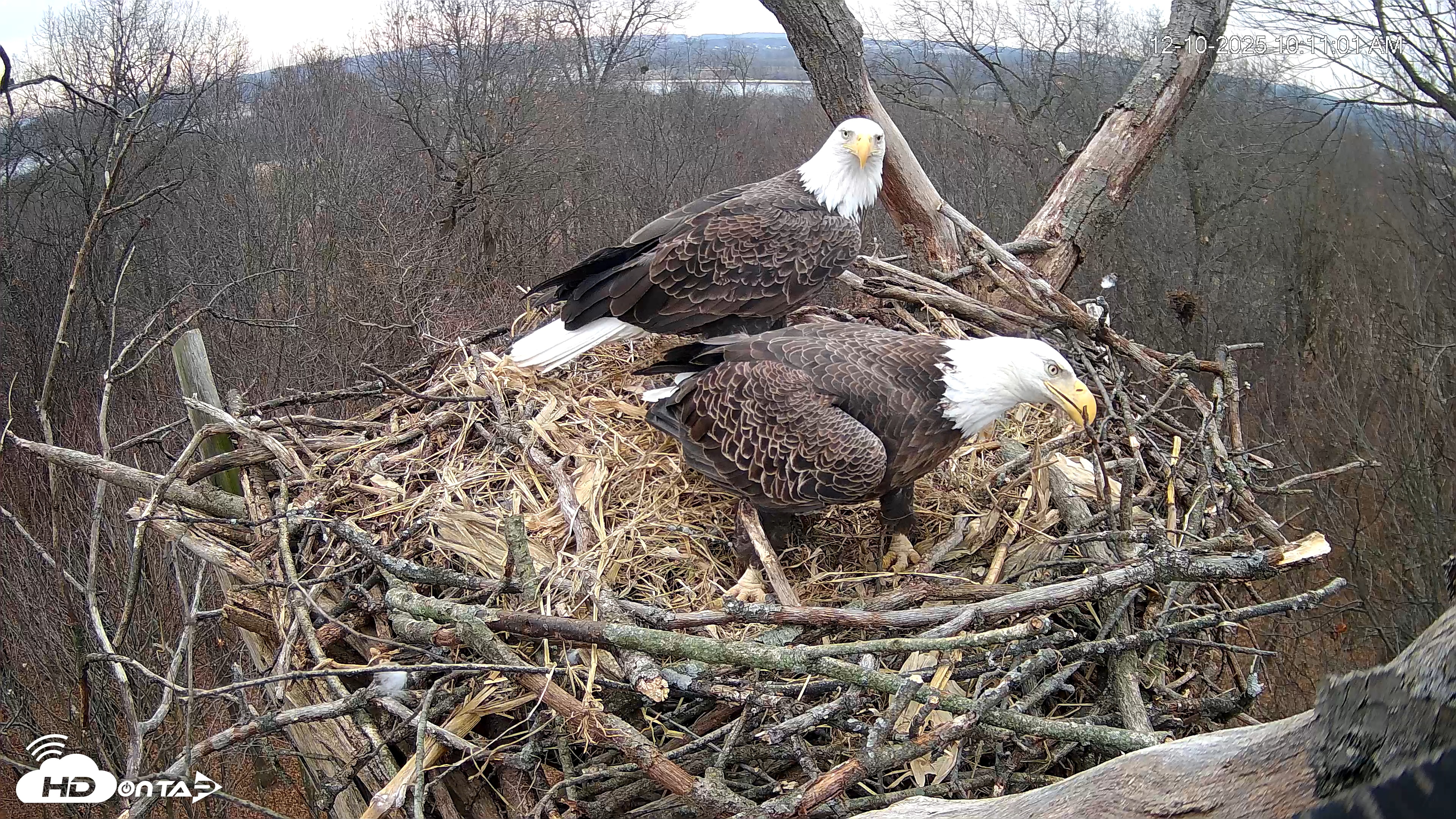 Snapshot of Hanover Eagles Live Cam taken Dec 10, 2025, 10:11am EST
