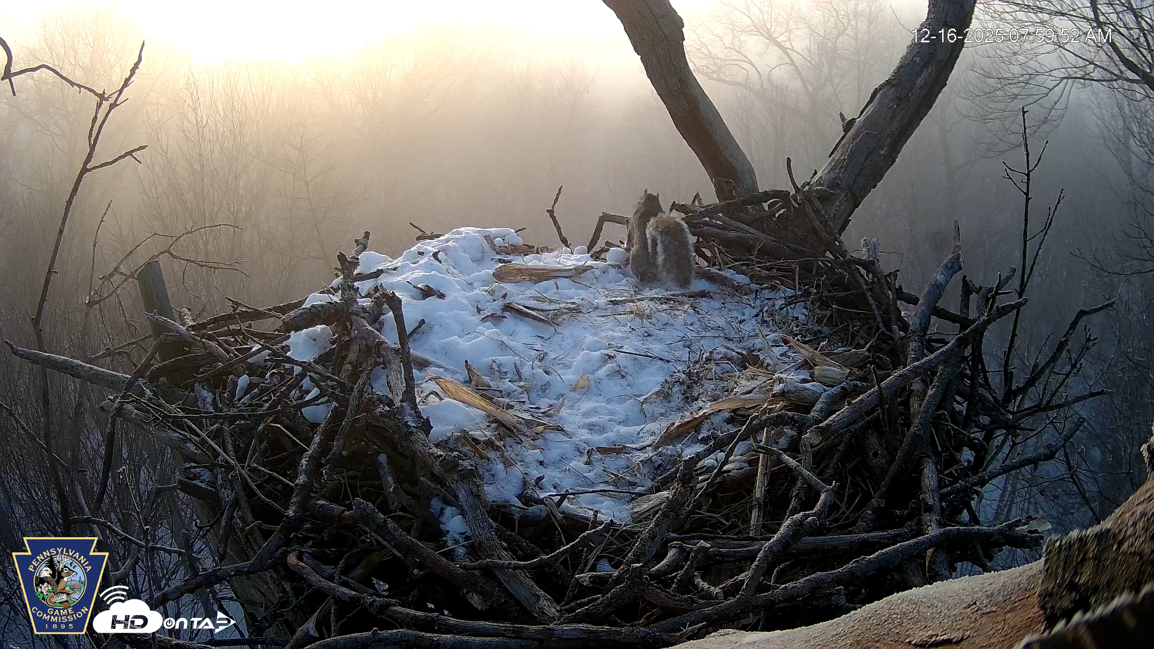 Snapshot of Hanover Eagles Live Cam taken Dec 16, 2025, 8:00am EST
