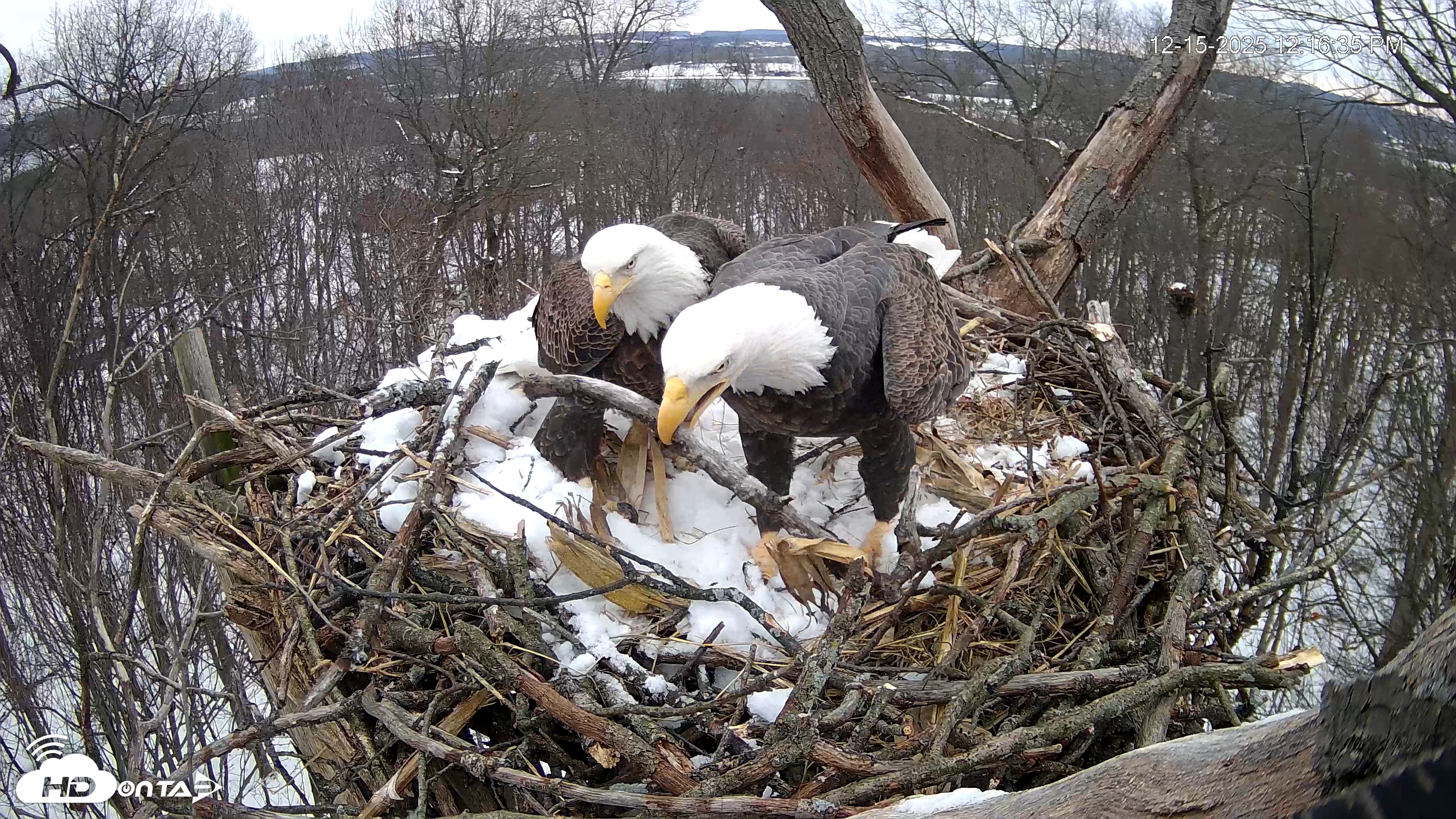 Snapshot of Hanover Eagles Live Cam taken Dec 15, 2025, 12:16pm EST
