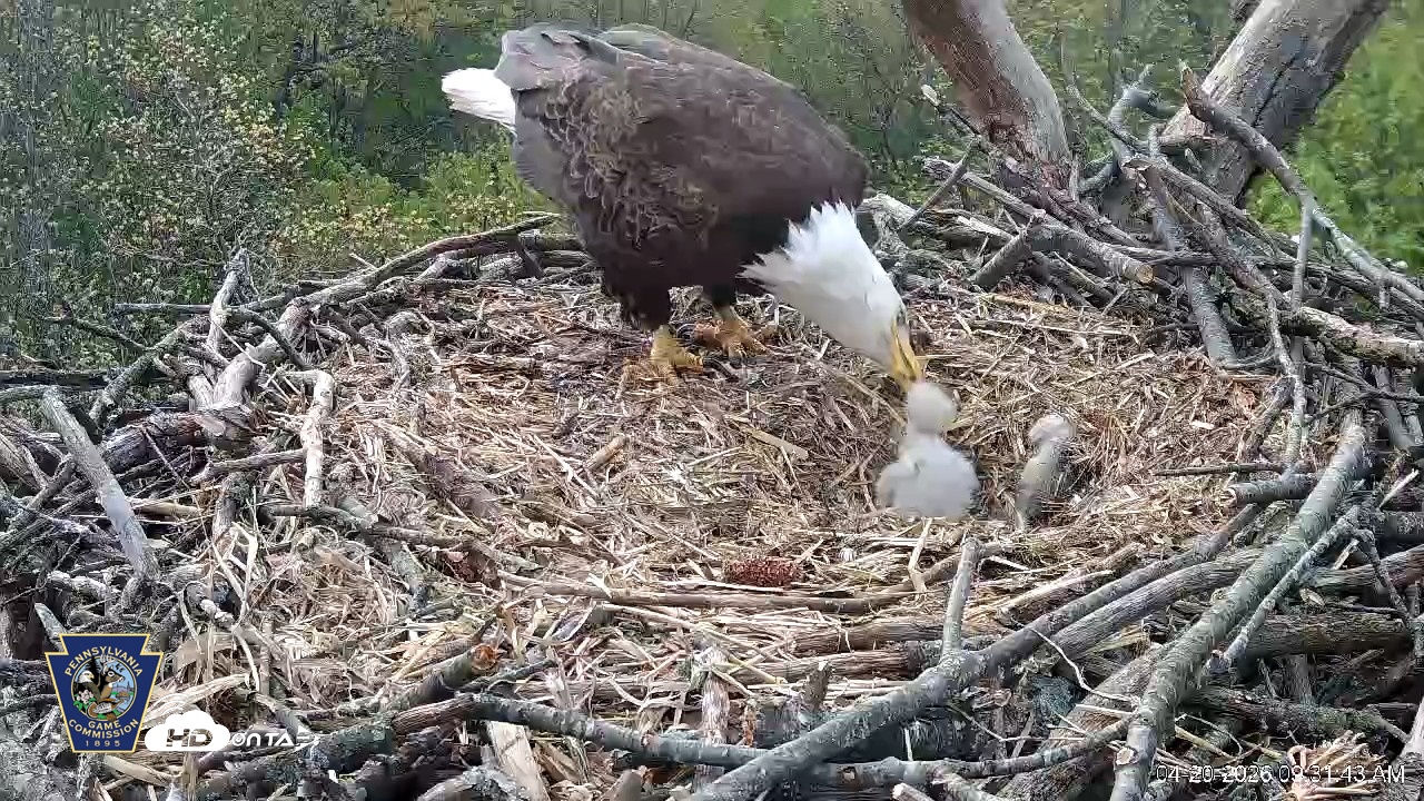 Snapshot of Hanover Eagles Live Cam taken Apr 20, 2026, 9:32am EDT