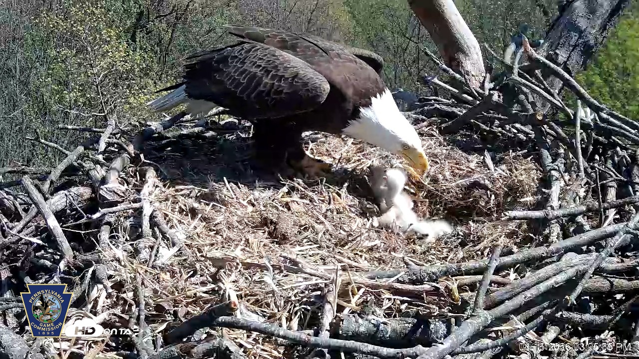Snapshot of Hanover Eagles Live Cam taken Apr 16, 2026, 3:06pm EDT