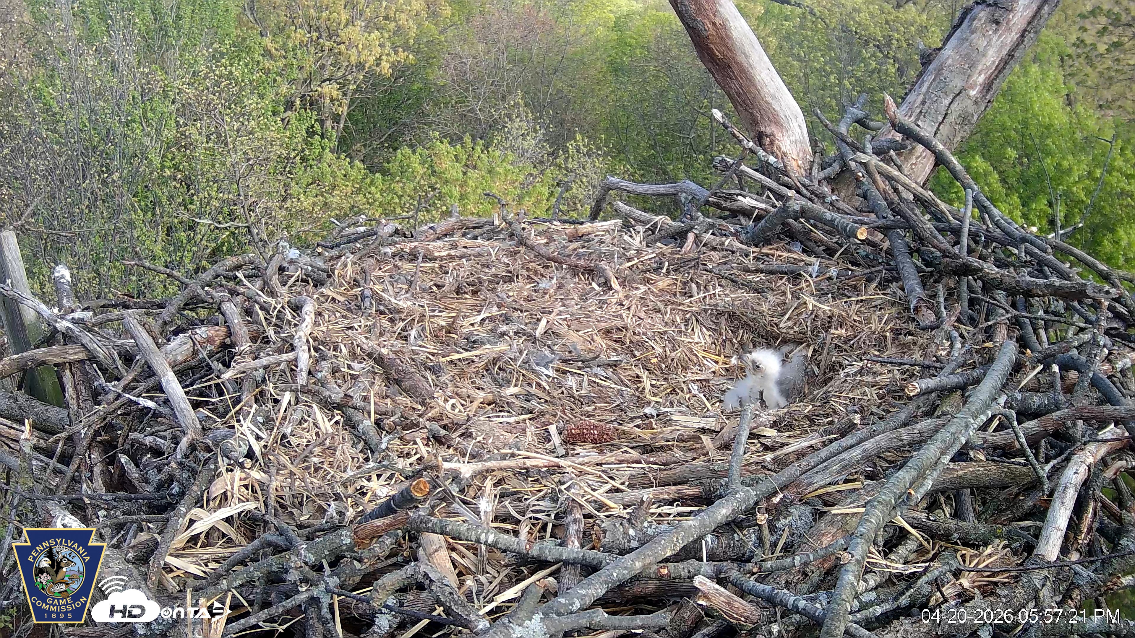 Snapshot of Hanover Eagles Live Cam taken Apr 20, 2026, 5:57pm EDT