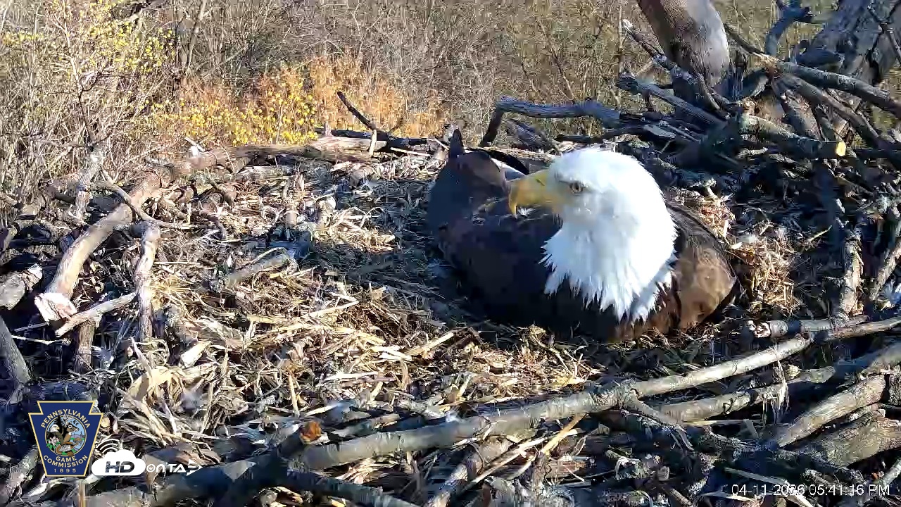 Snapshot of Hanover Eagles Live Cam taken Apr 11, 2026, 5:41pm EDT
