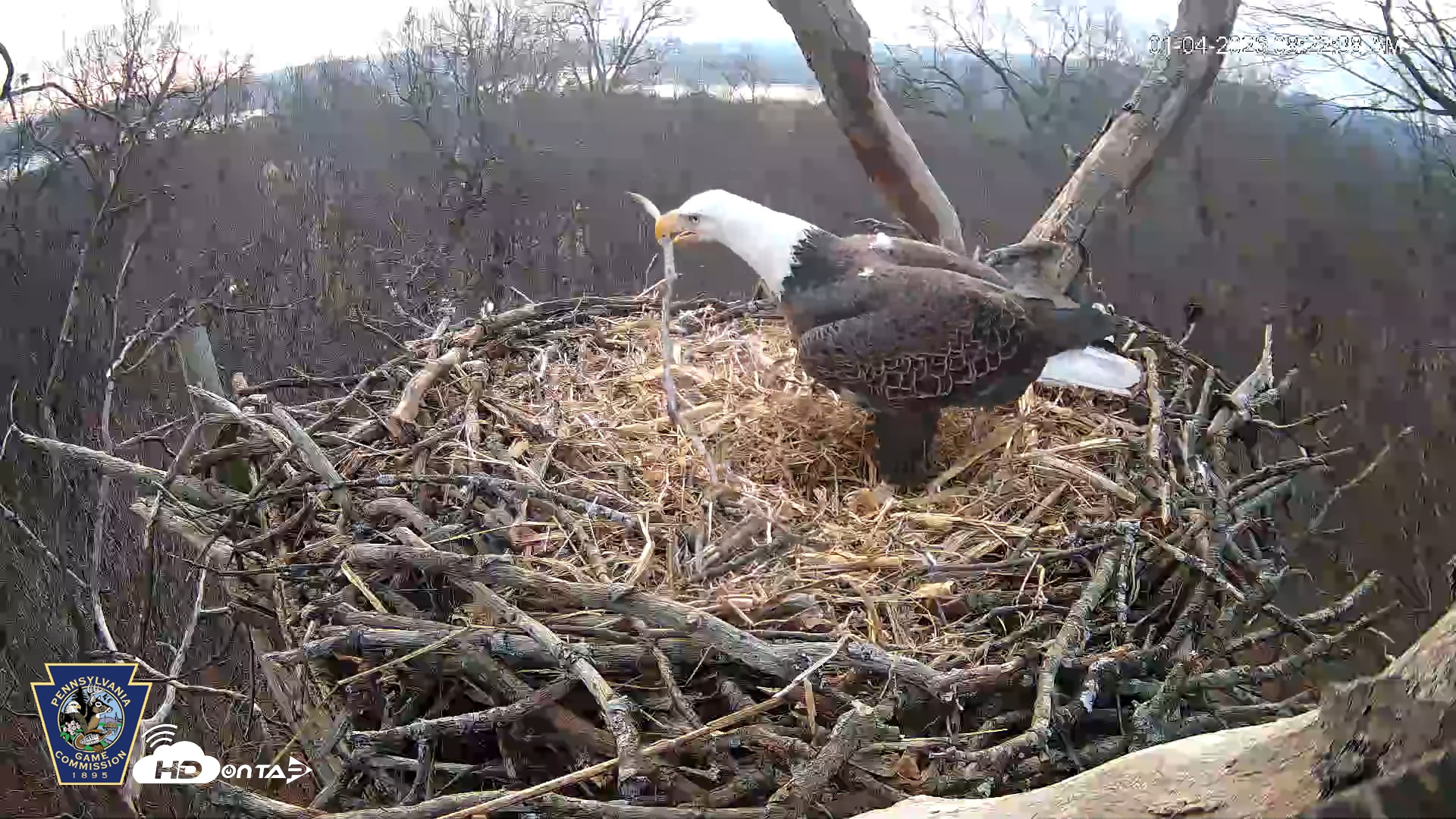 Snapshot of Hanover Eagles Live Cam taken Jan 4, 2026, 8:23am EST