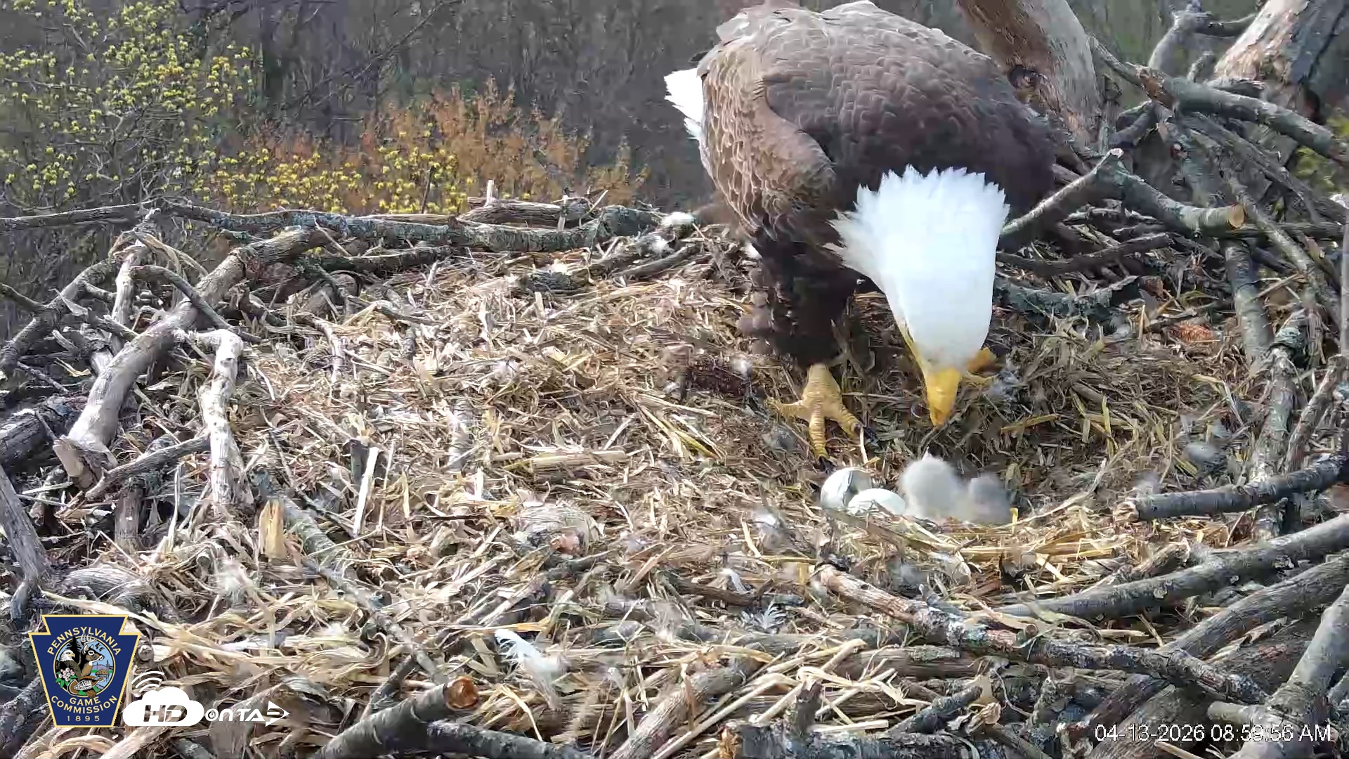 Snapshot of Hanover Eagles Live Cam taken Apr 13, 2026, 9:00am EDT