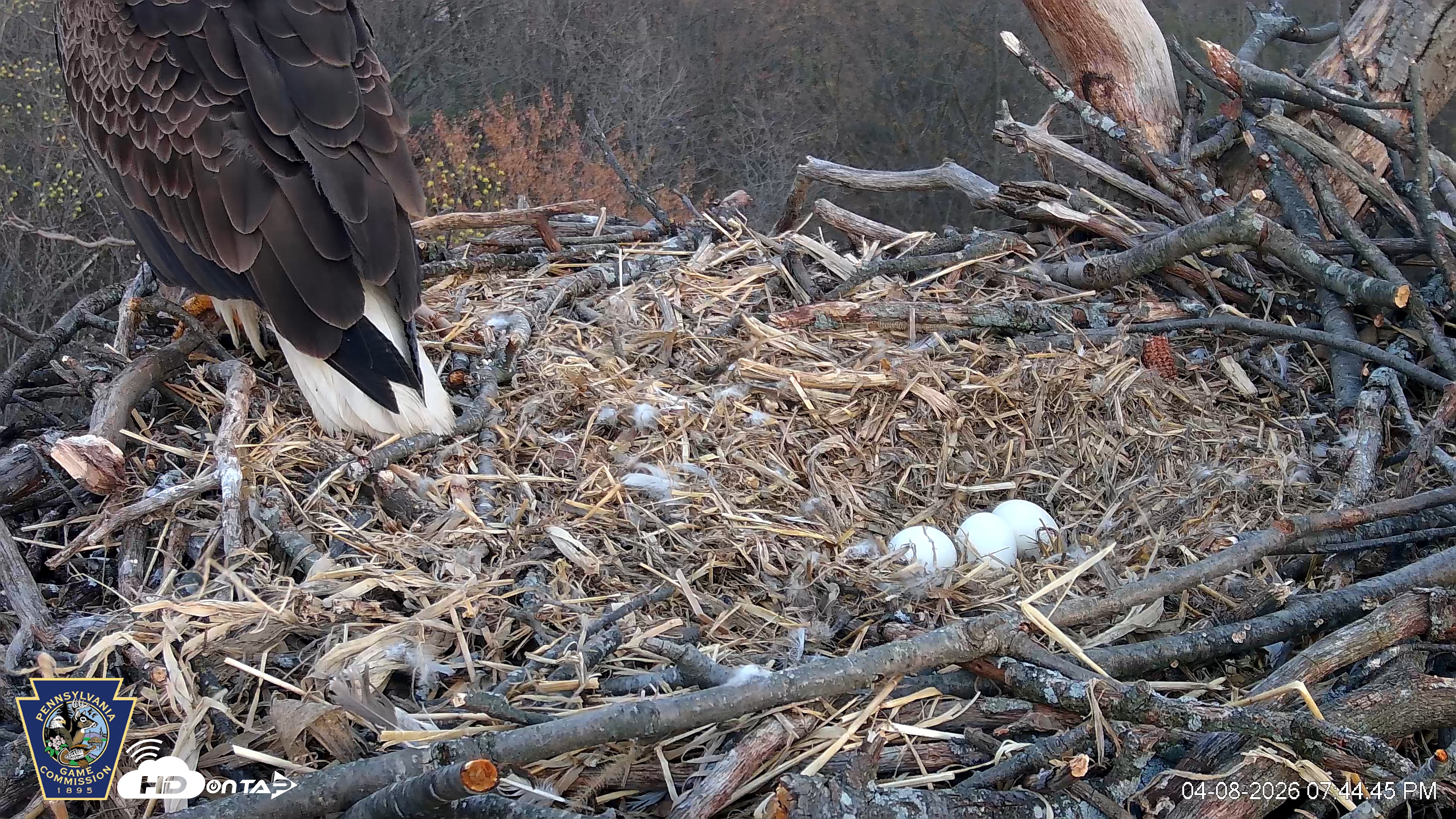 Snapshot of Hanover Eagles Live Cam taken Apr 8, 2026, 7:45pm EDT