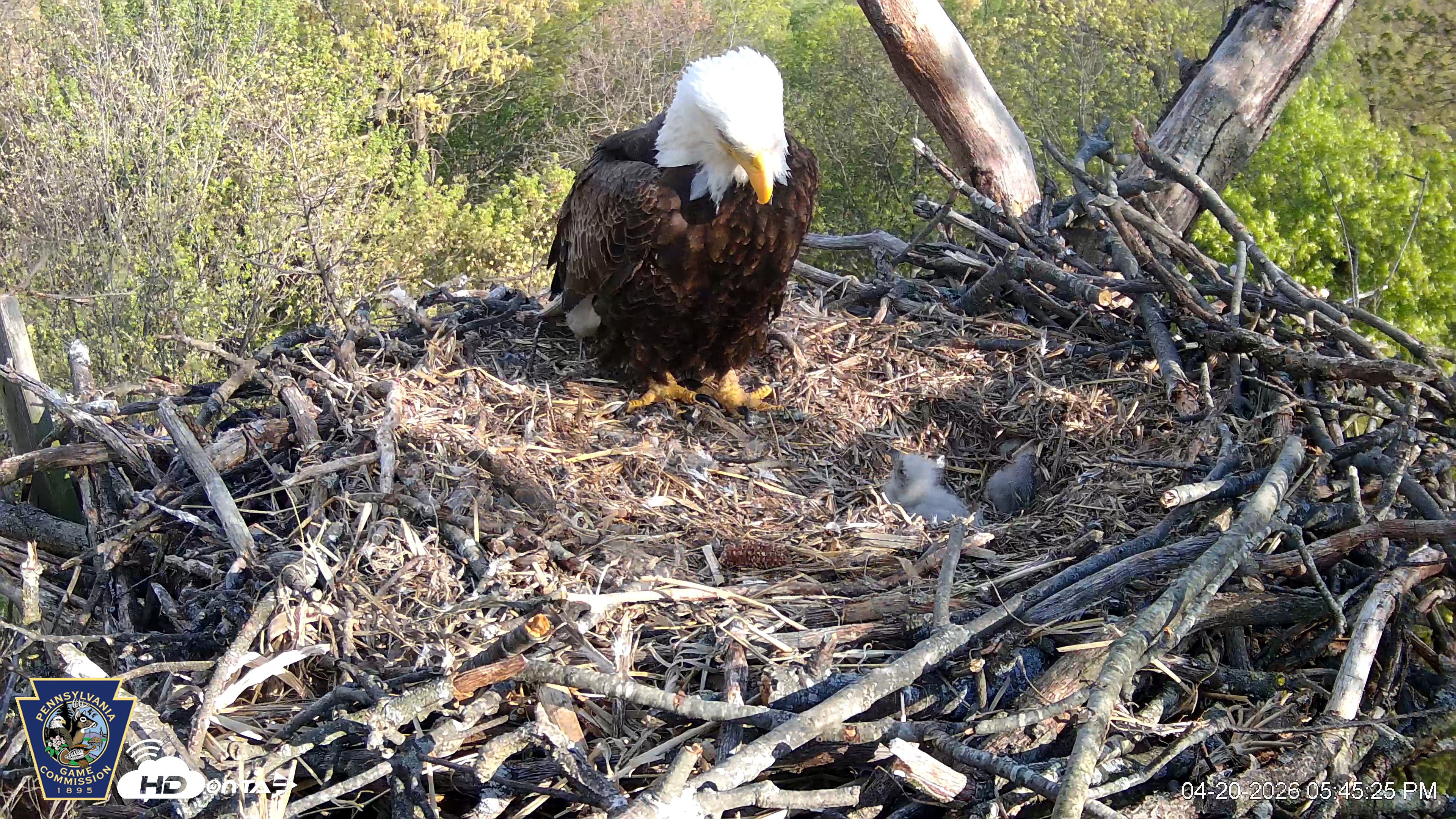 Snapshot of Hanover Eagles Live Cam taken Apr 20, 2026, 5:45pm EDT